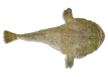 MONKFISH – FRESH ICED