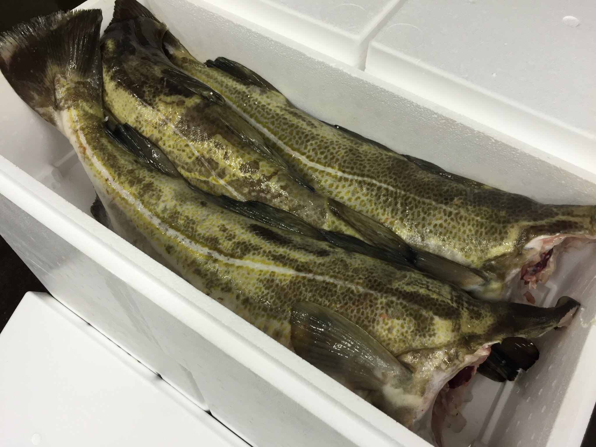 Cod shiny – Fresh