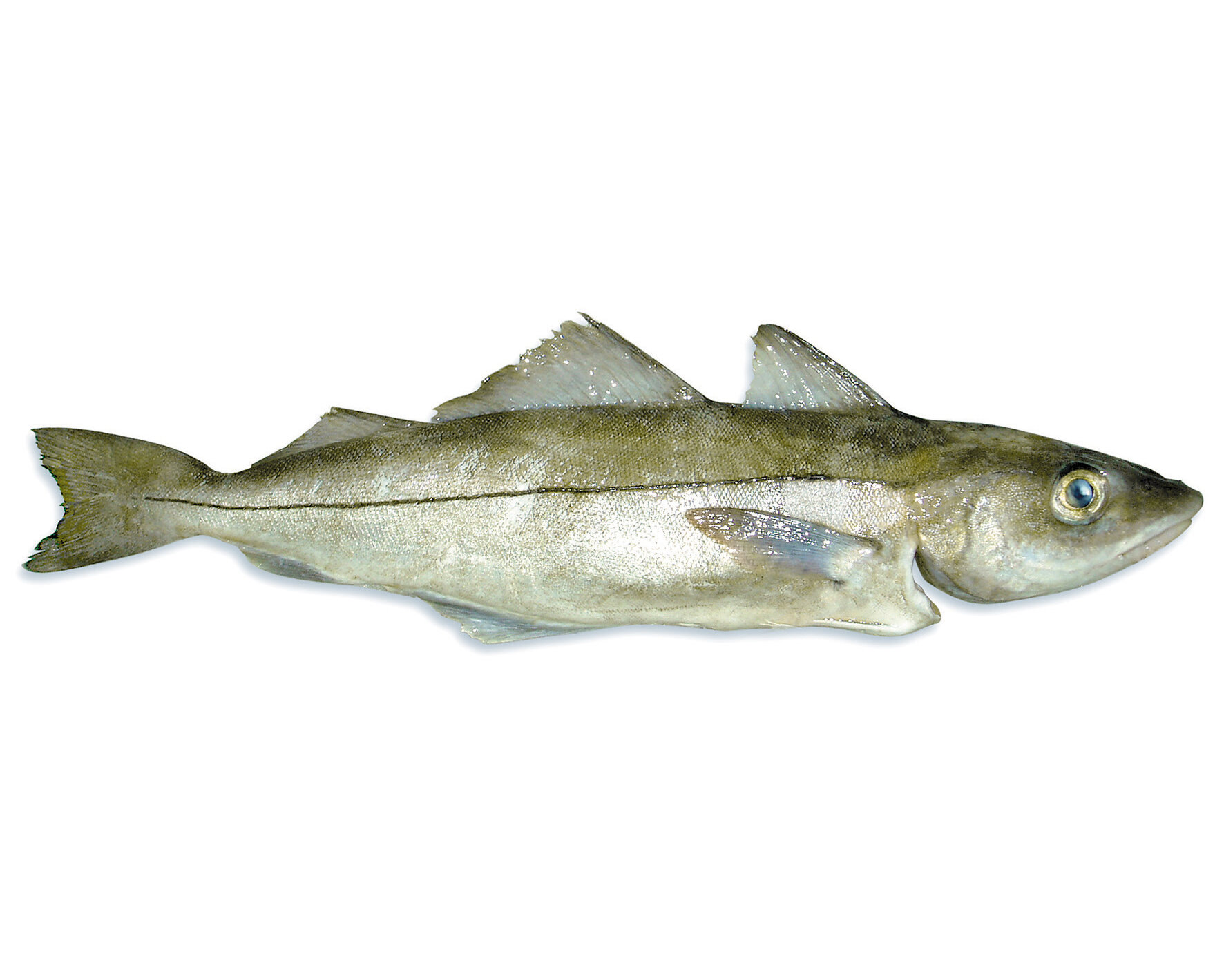 Haddock – Fresh iced