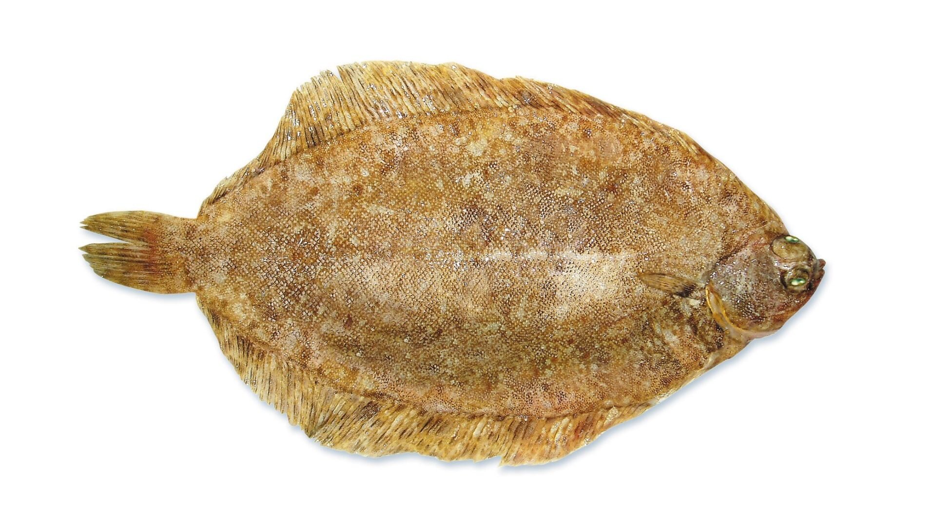 Lemon Sole – Fresh iced