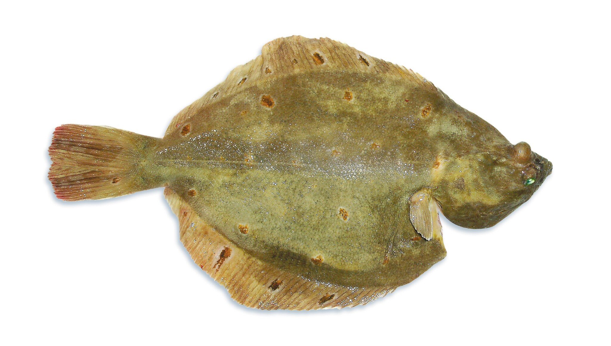 Plaice – Fresh iced