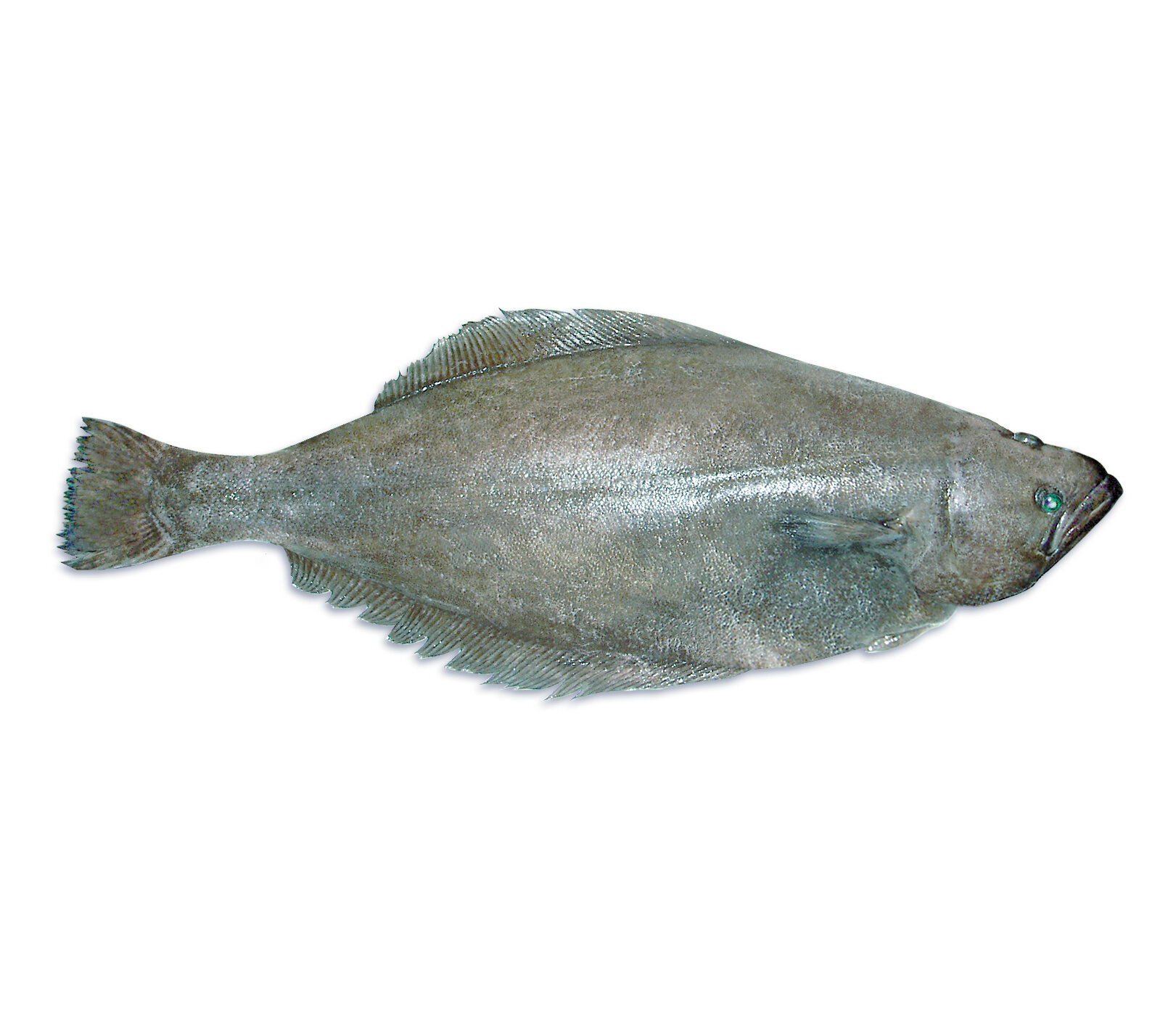 Greenland Halibut – Fresh iced
