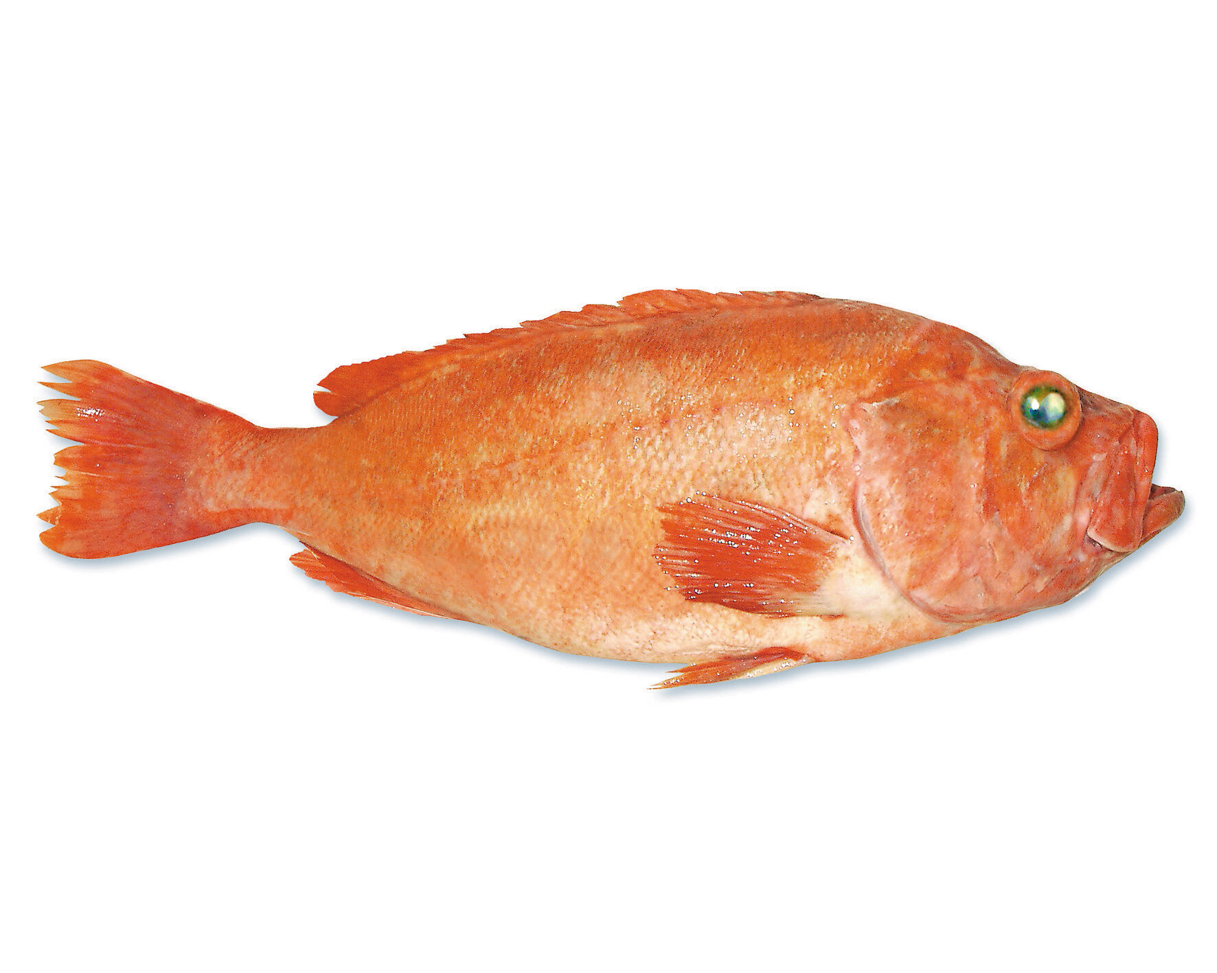 Redfish – Fresh iced