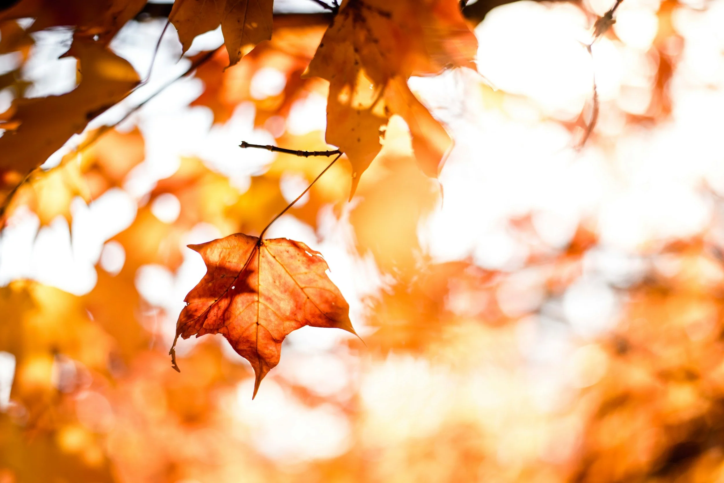 Welcome, Fall! And Some Thoughts on Helene.
