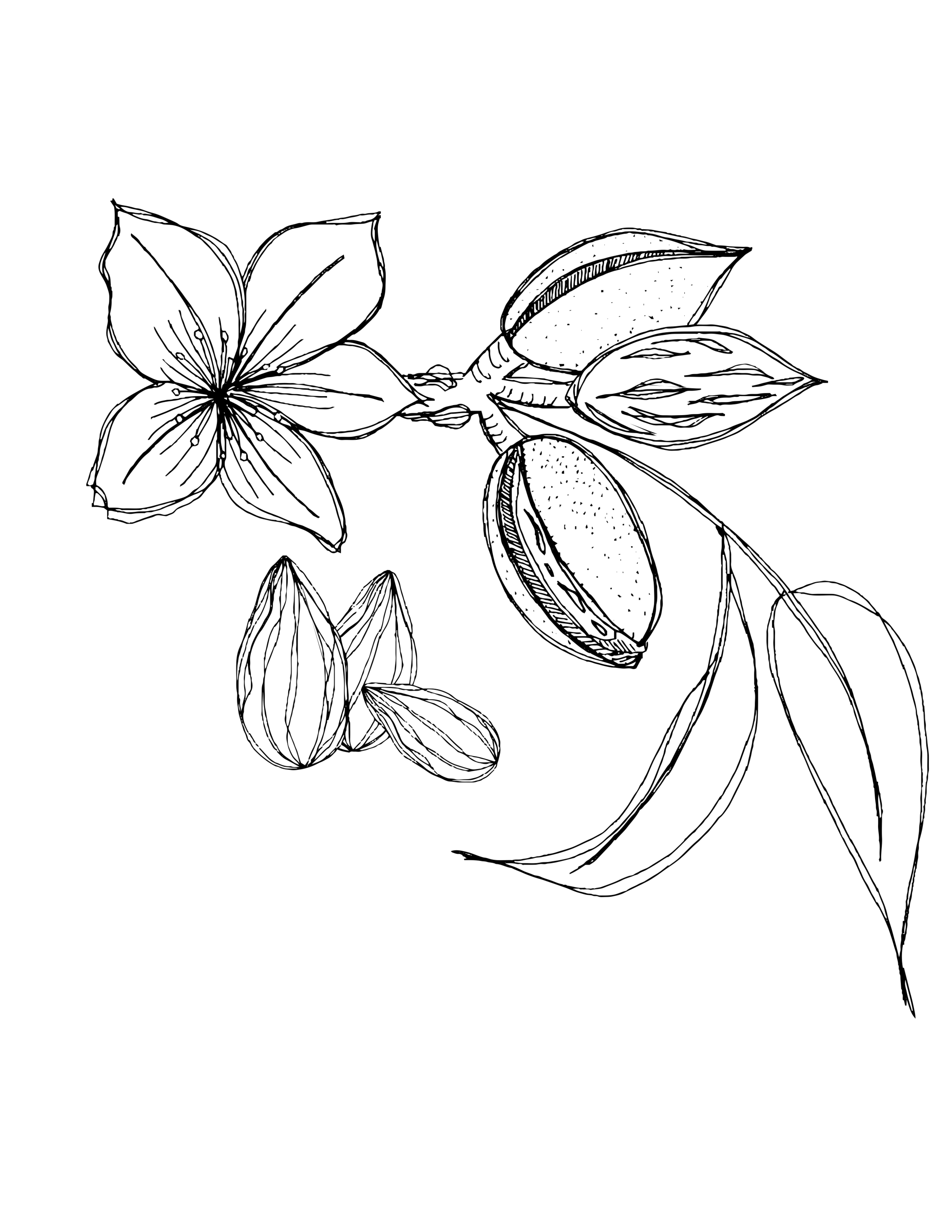 CSC-Almond png.png