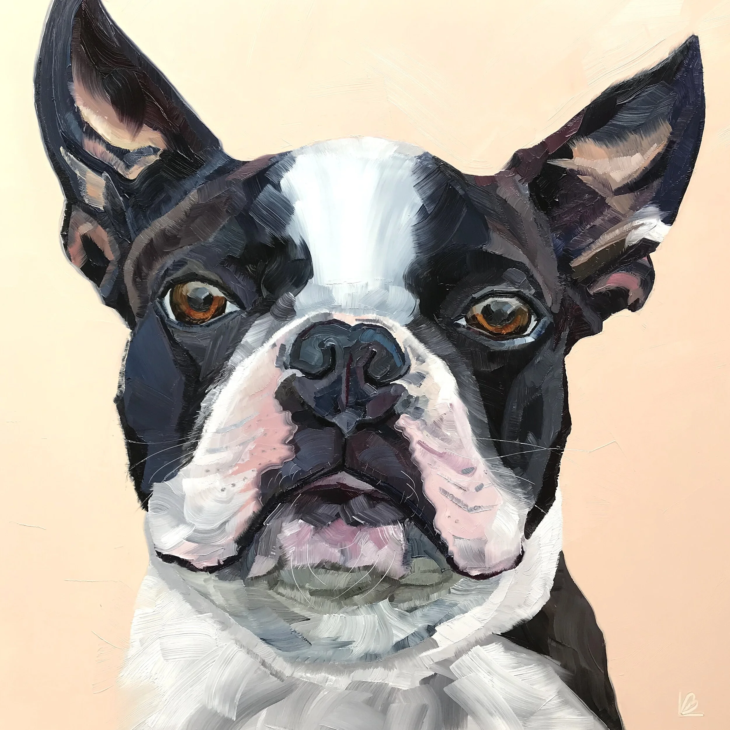 OTIS the Boston Terrier
