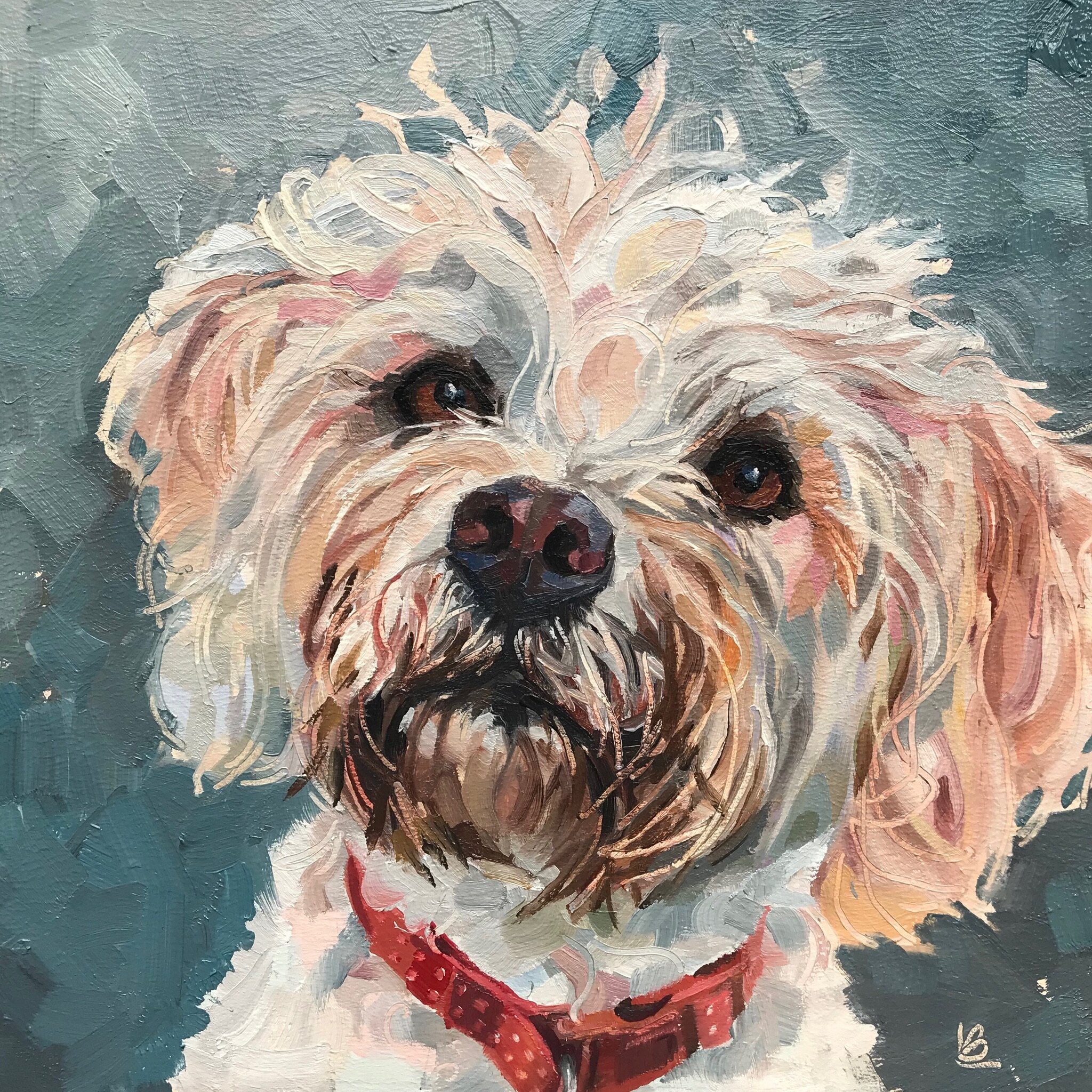 HETTY the Labradoodle