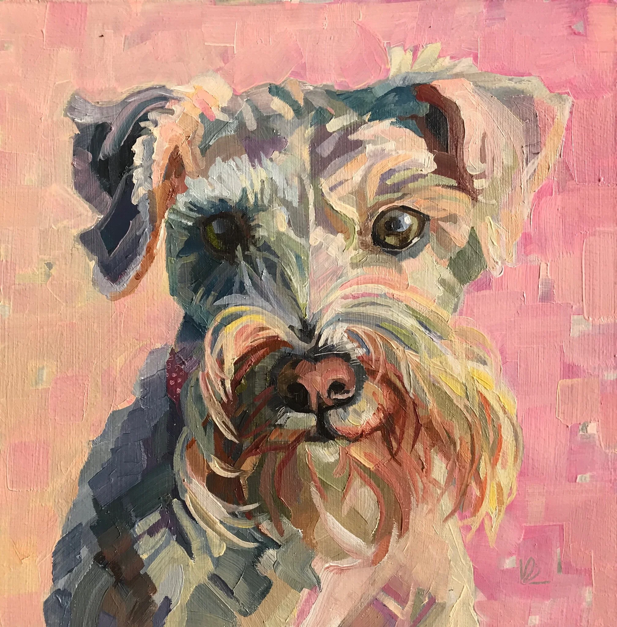 LOLA the Miniature Schnauzer