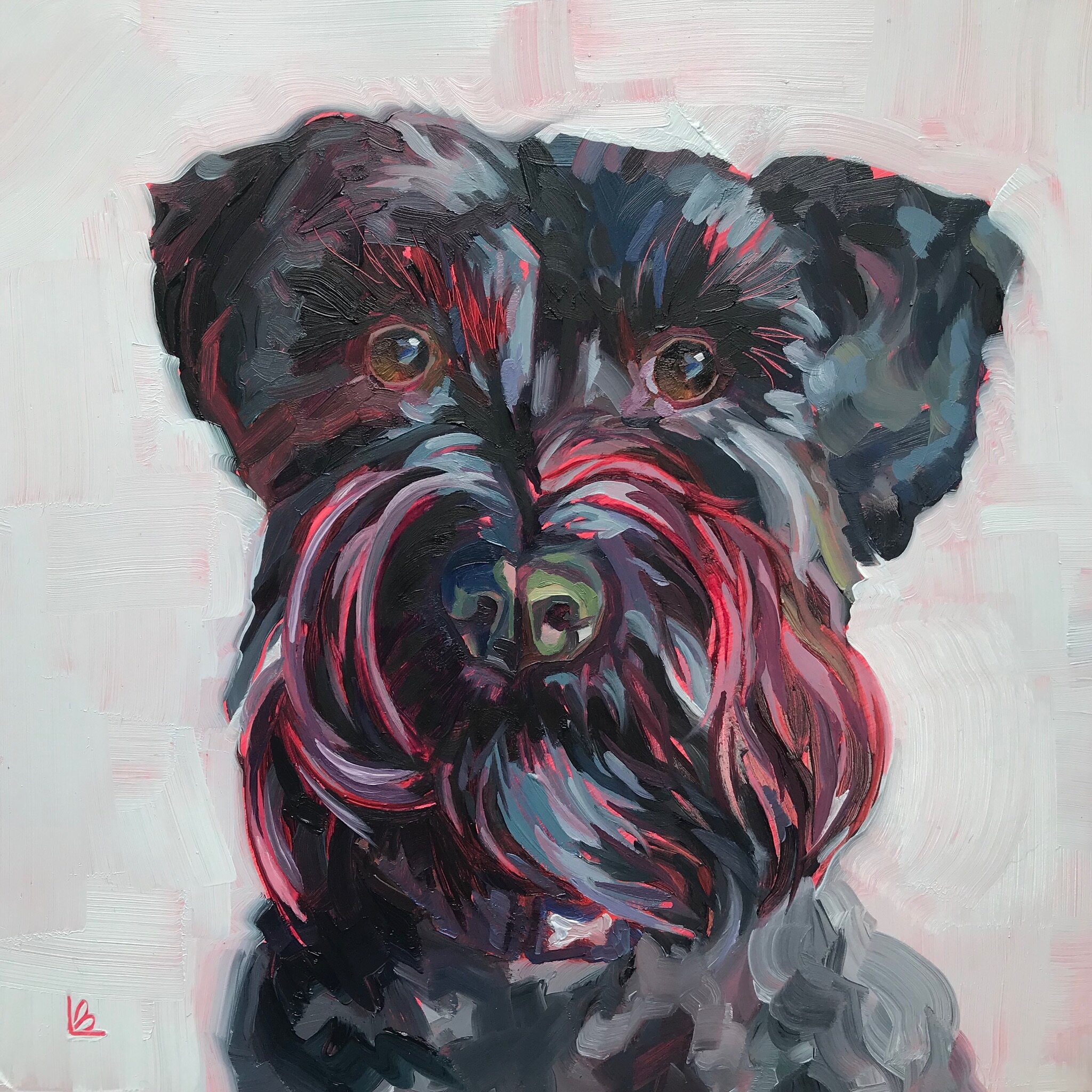 ABI the Miniature Schnauzer