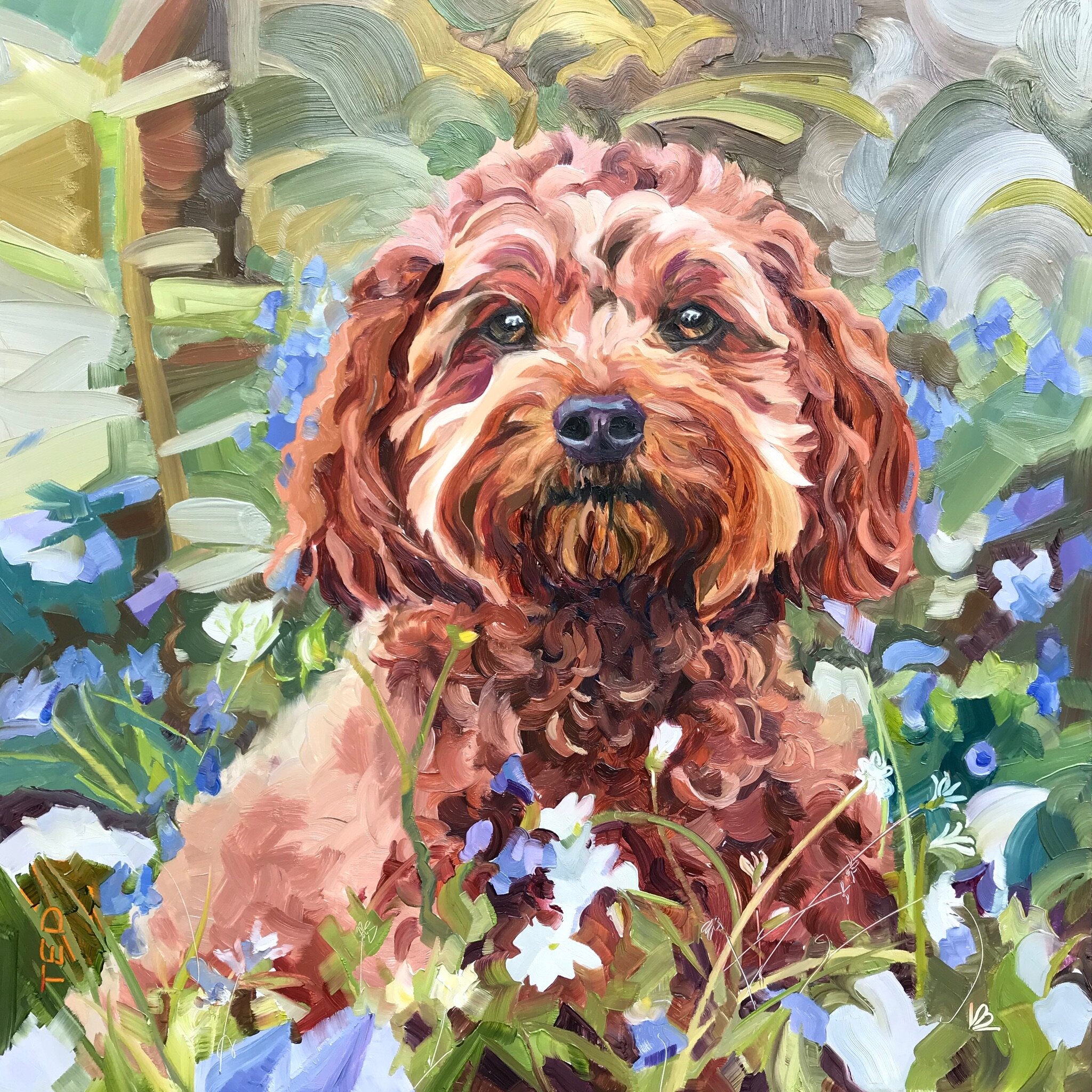 TED the Red Cockapoo