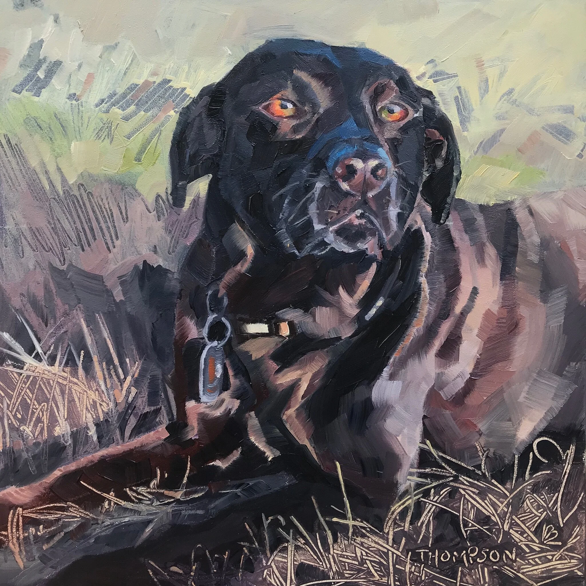 THOMPSON the Black Labrador