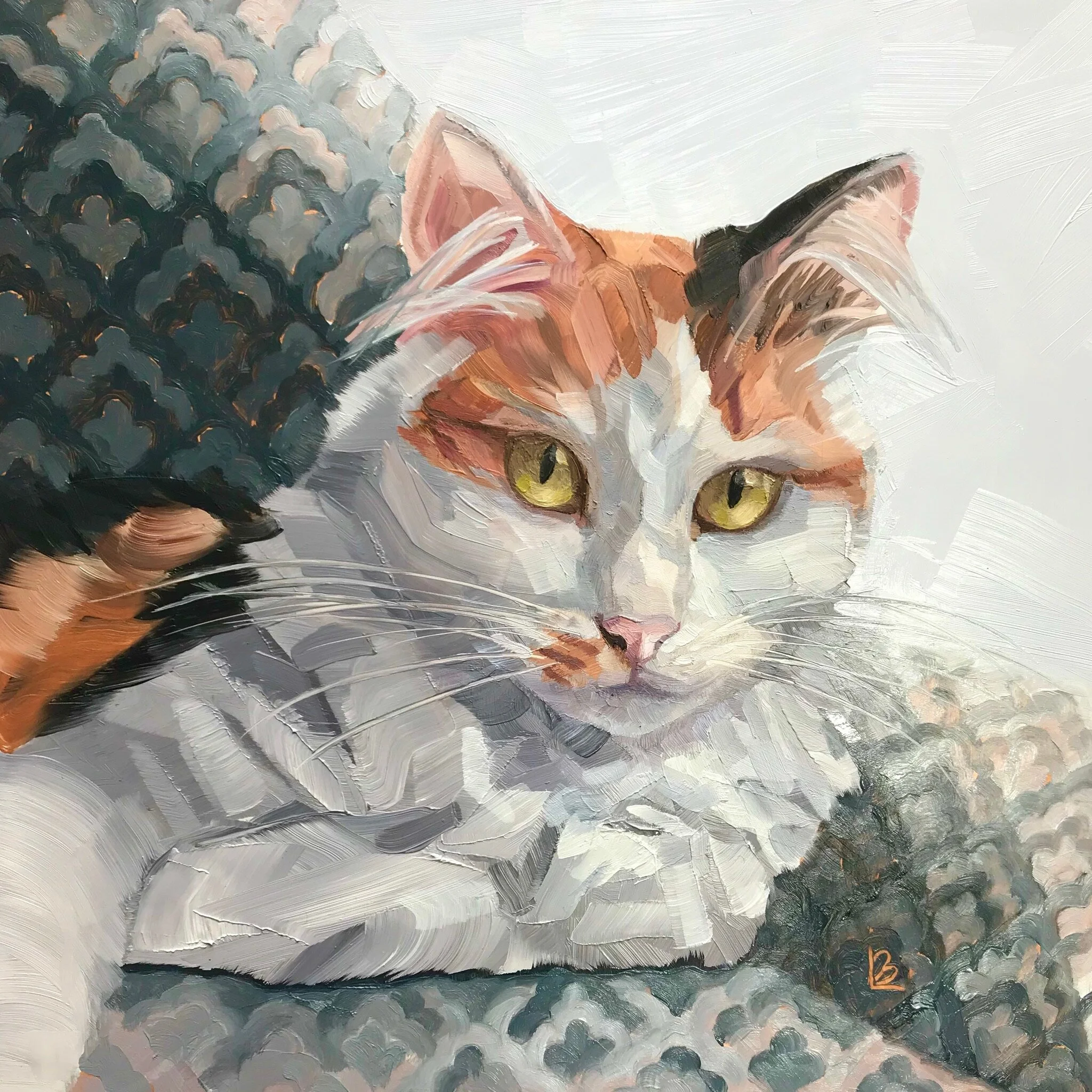 RAFFY the Ragdoll Cat