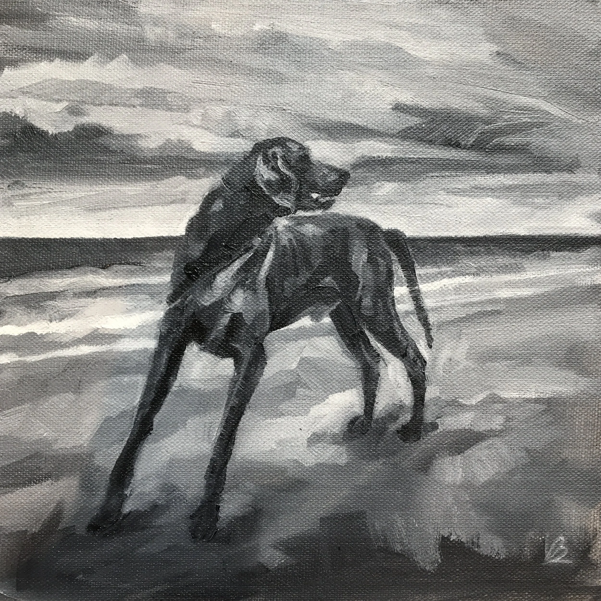 JASPER the Weimaraner