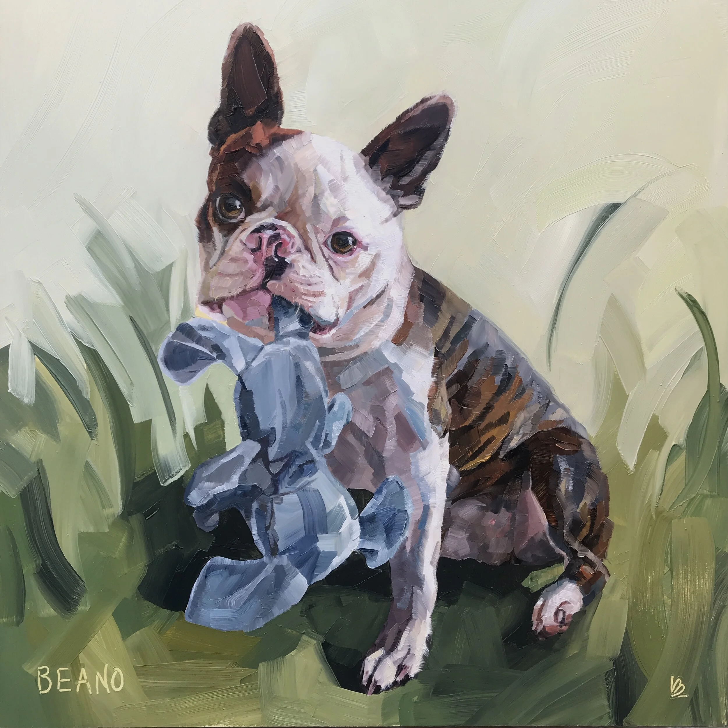 BEANO the Boston Terrier
