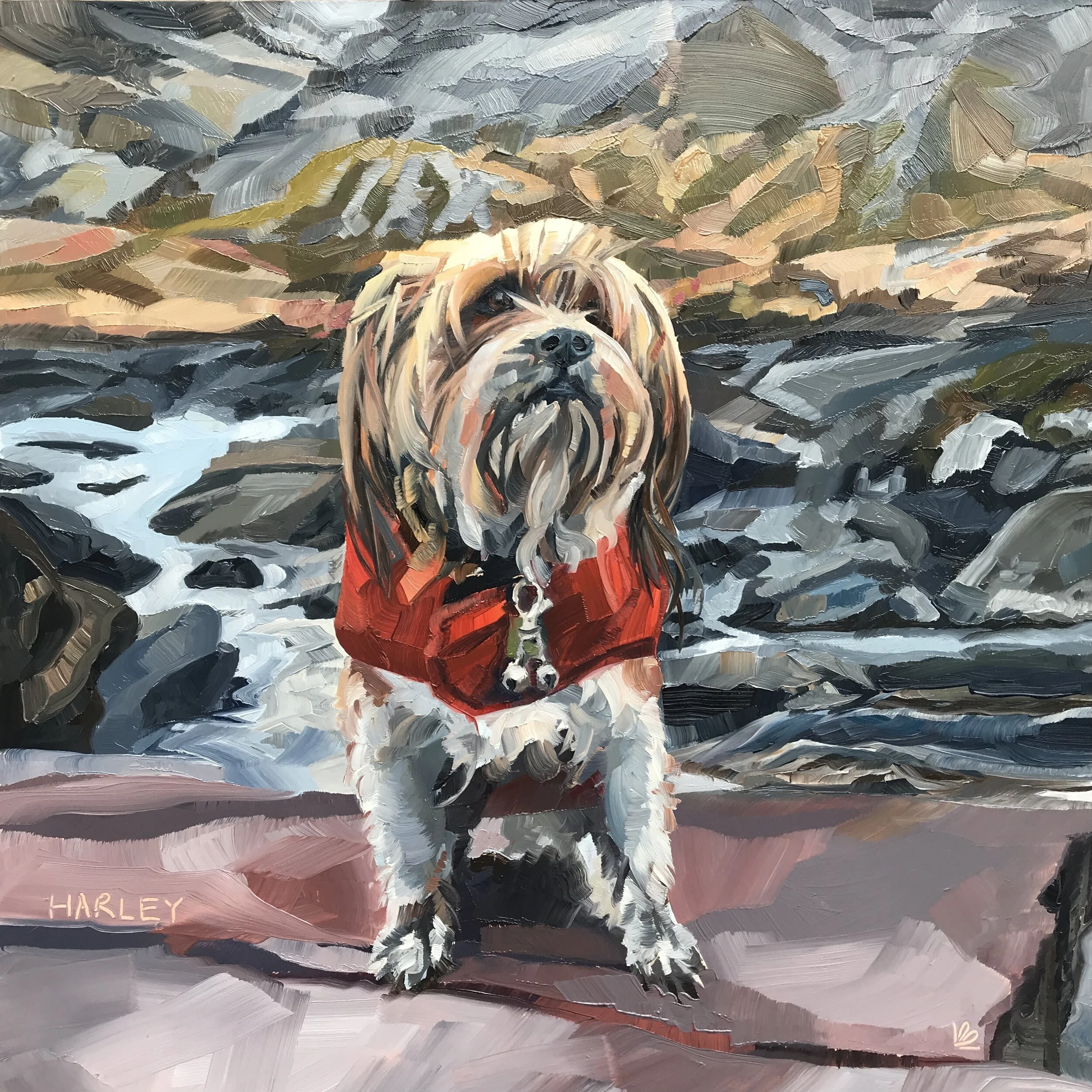 HARLEY the Yorkshire Terrier