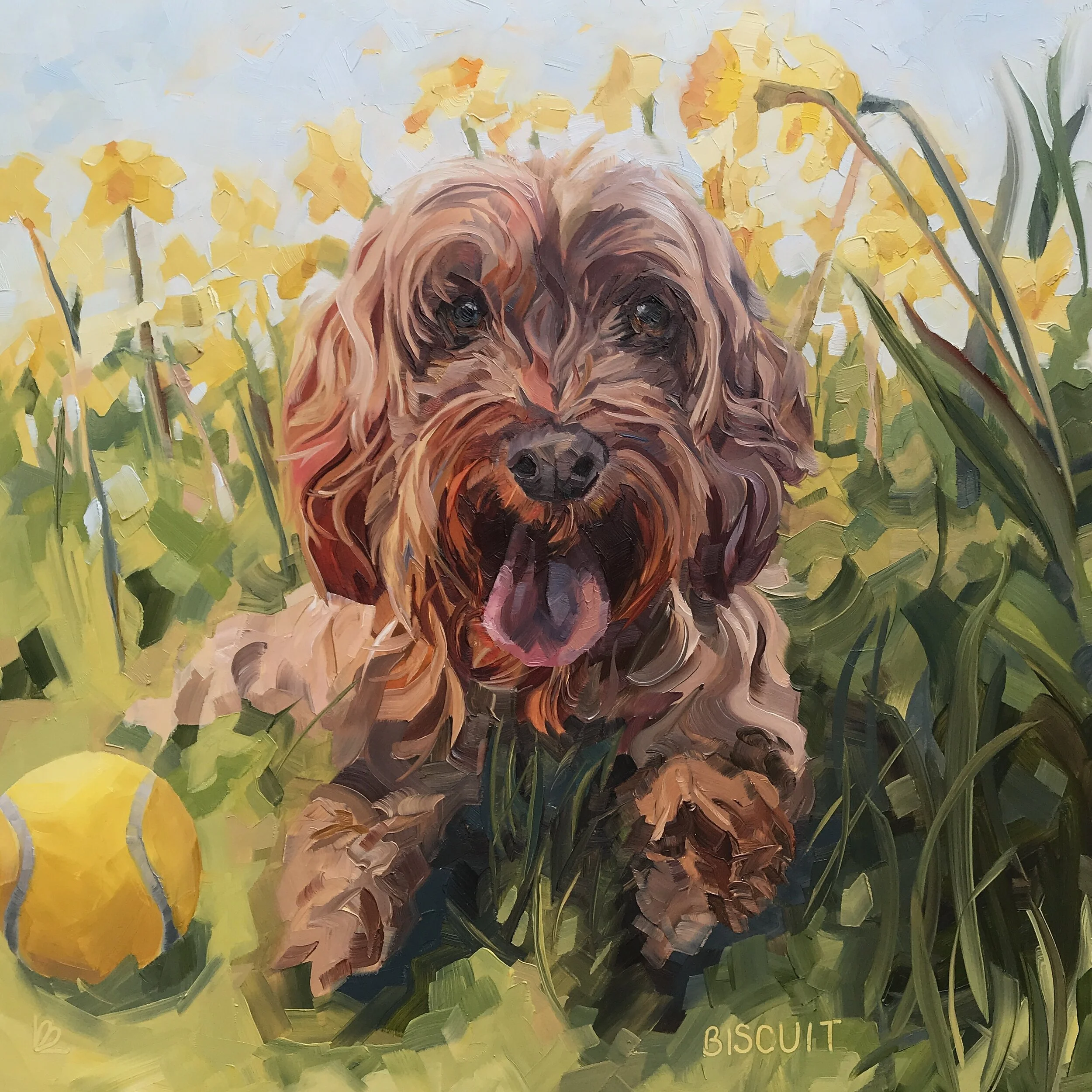 BISCUIT the Cockapoo