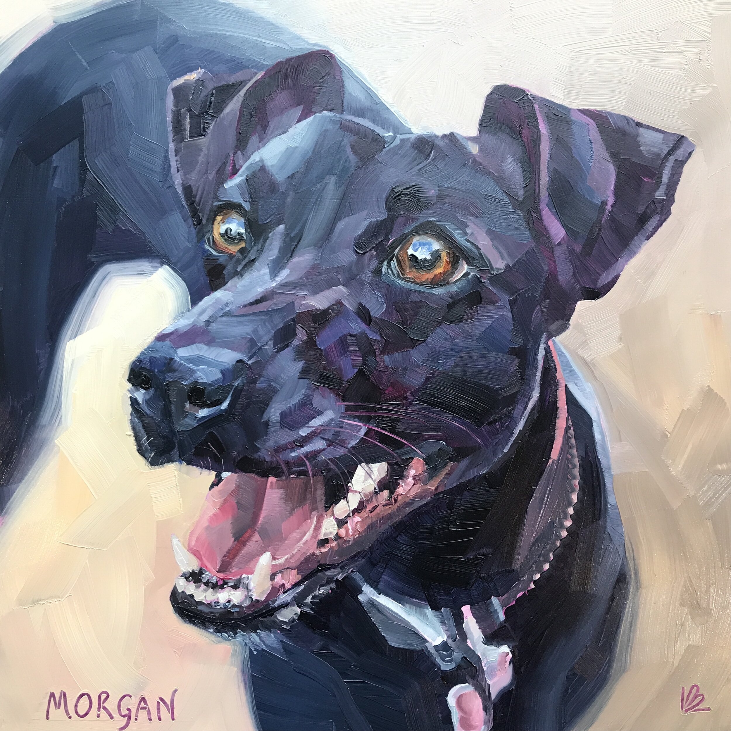 MORGAN the Patterdale / Whippet X