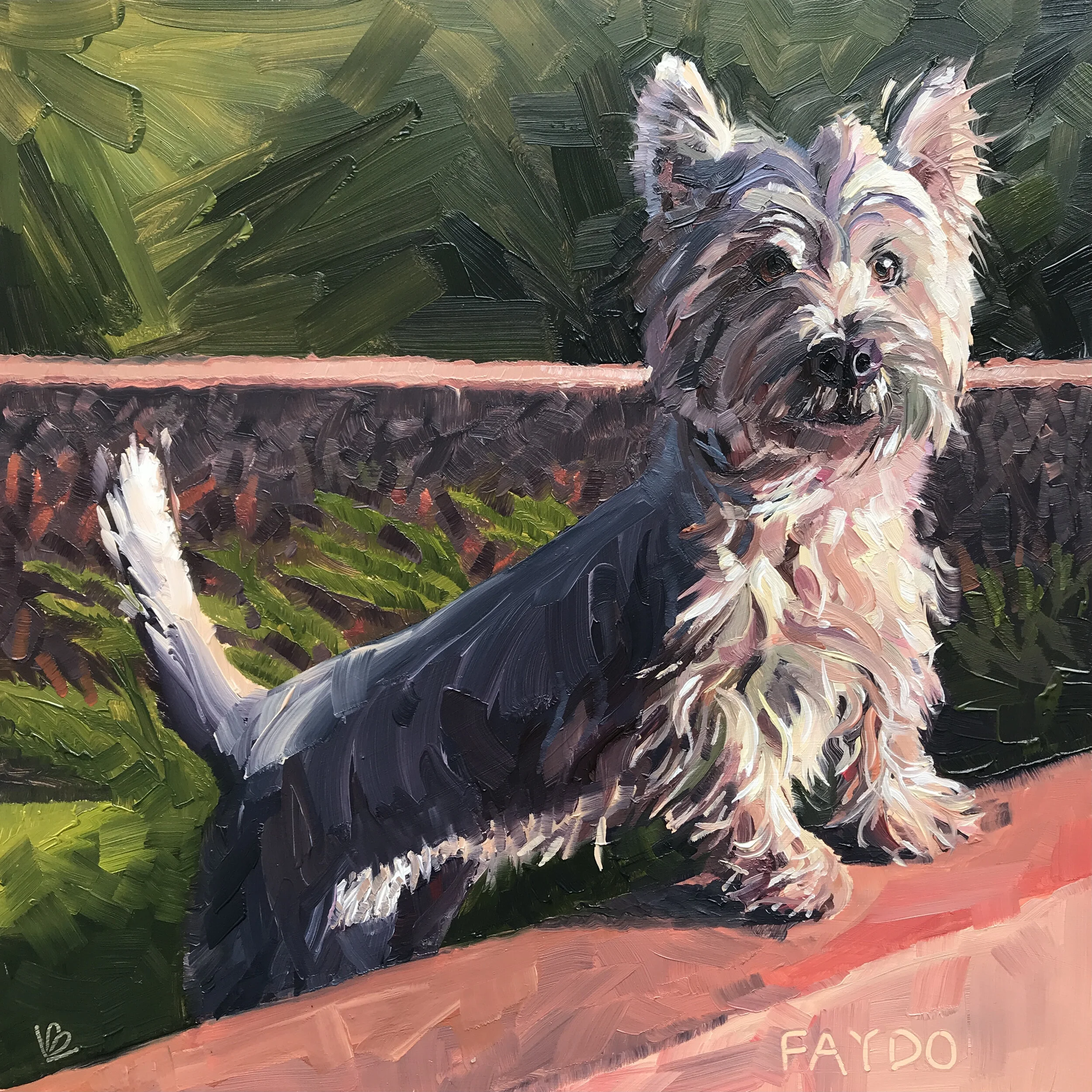 FAYDO the West Highland Terrier
