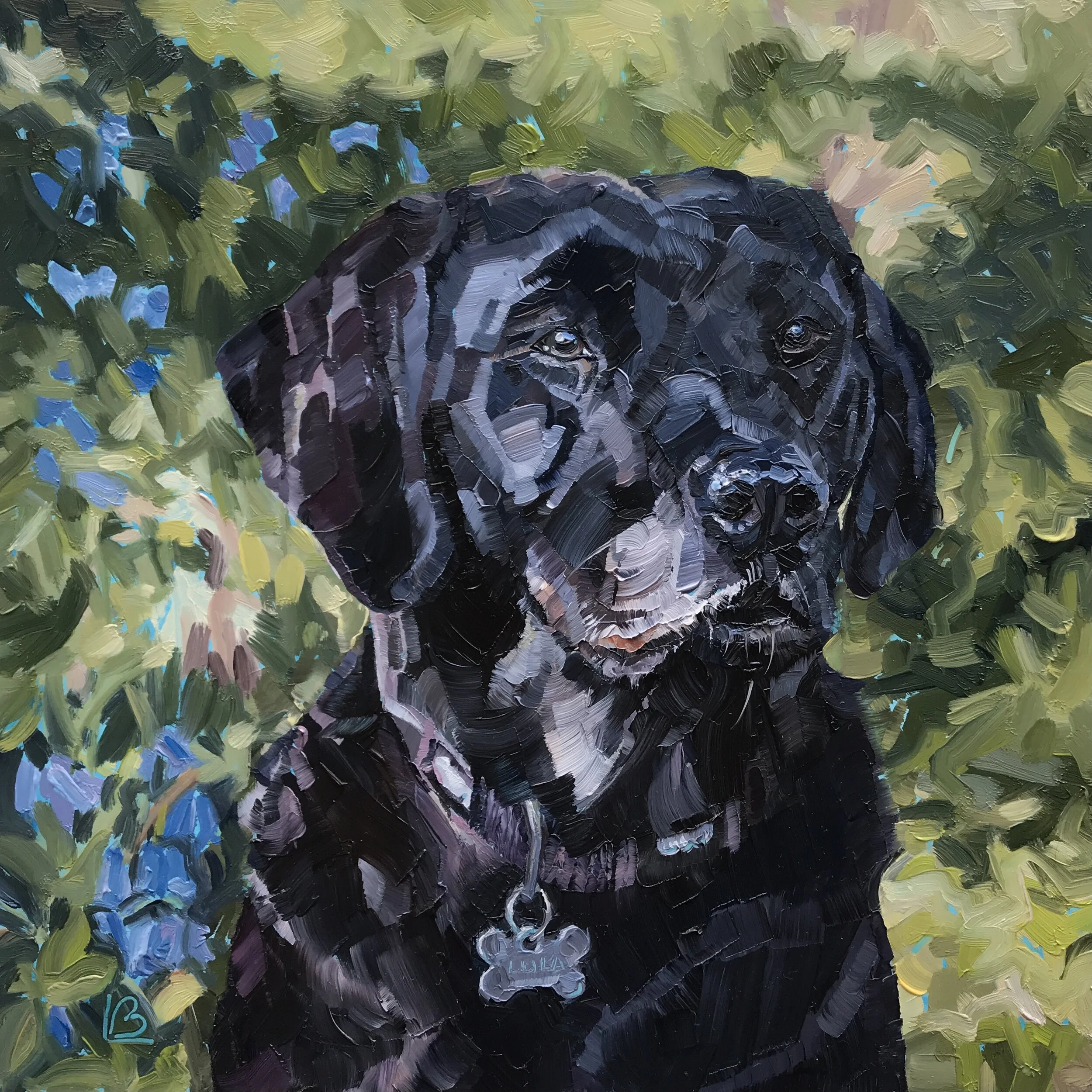 LULA The Black Labrador