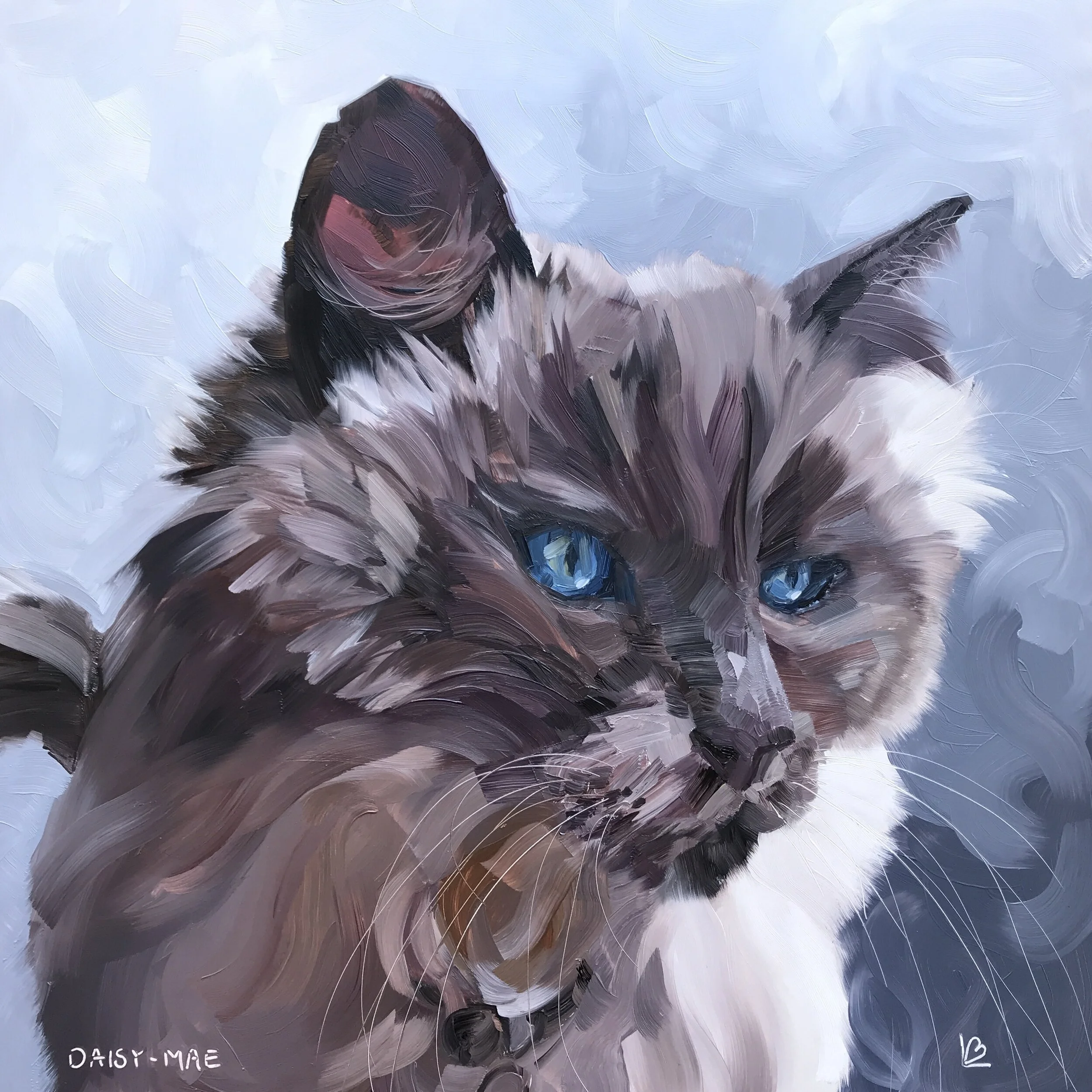 DAISY-MAE the Birman Cat