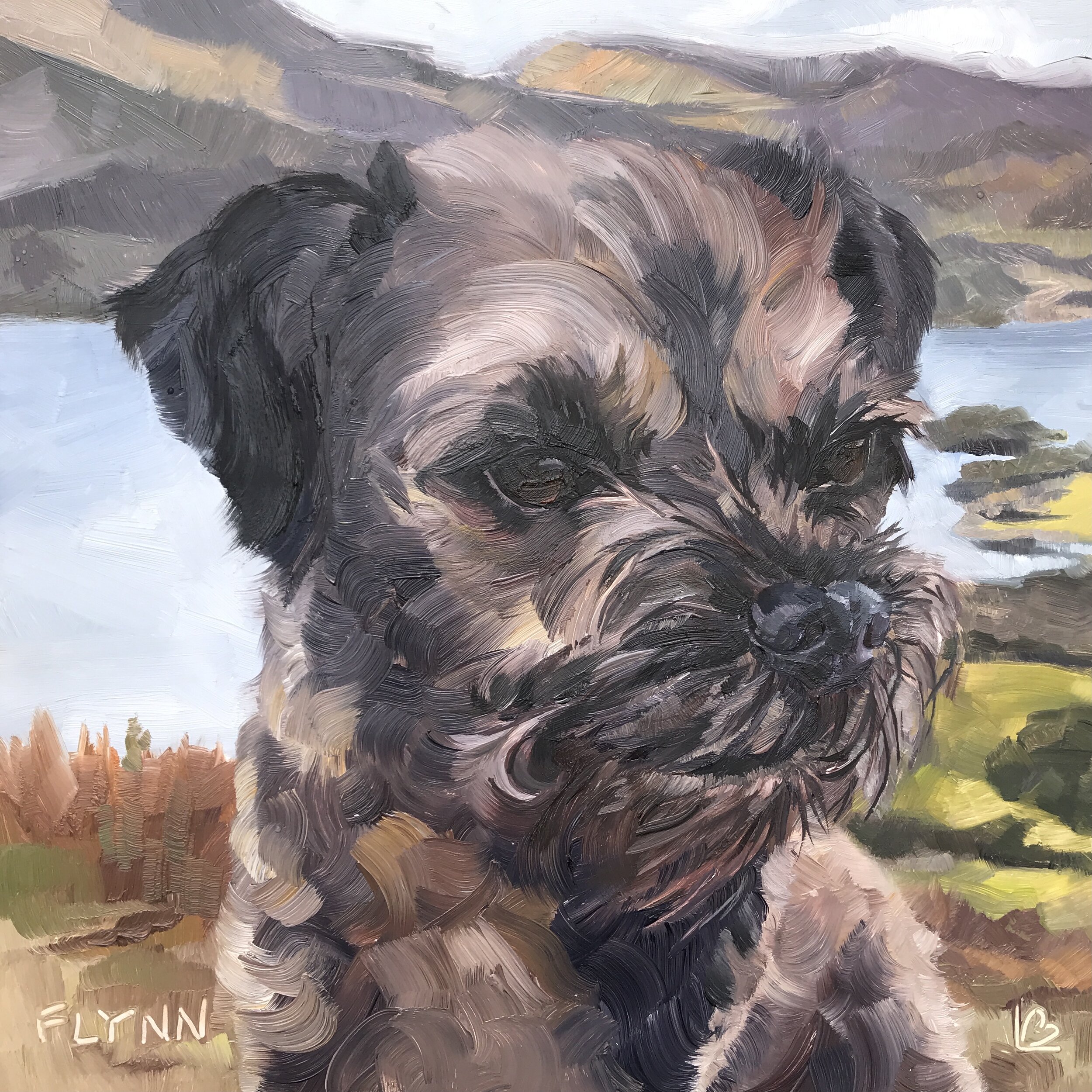 FLYNN the Border Terrier