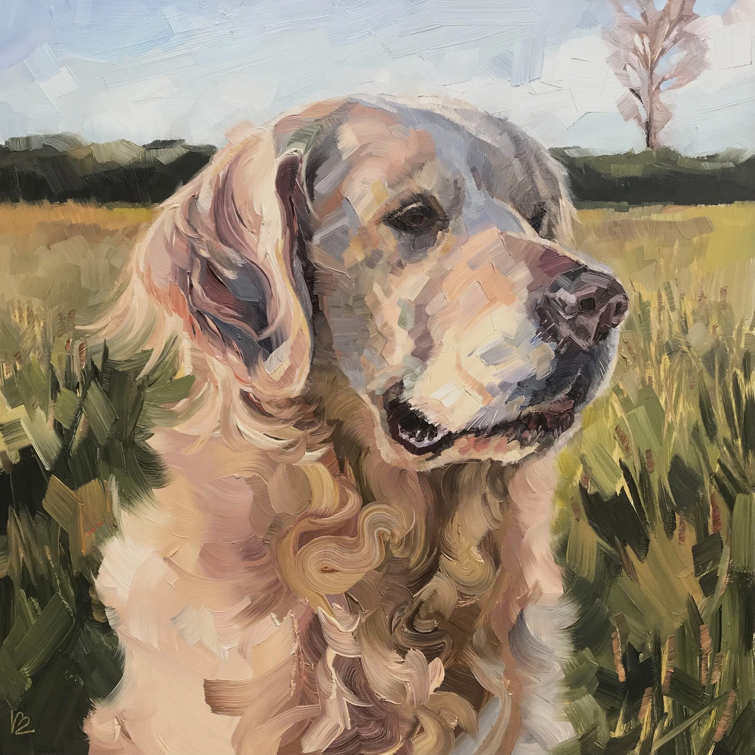 COSMO The Golden Retriever