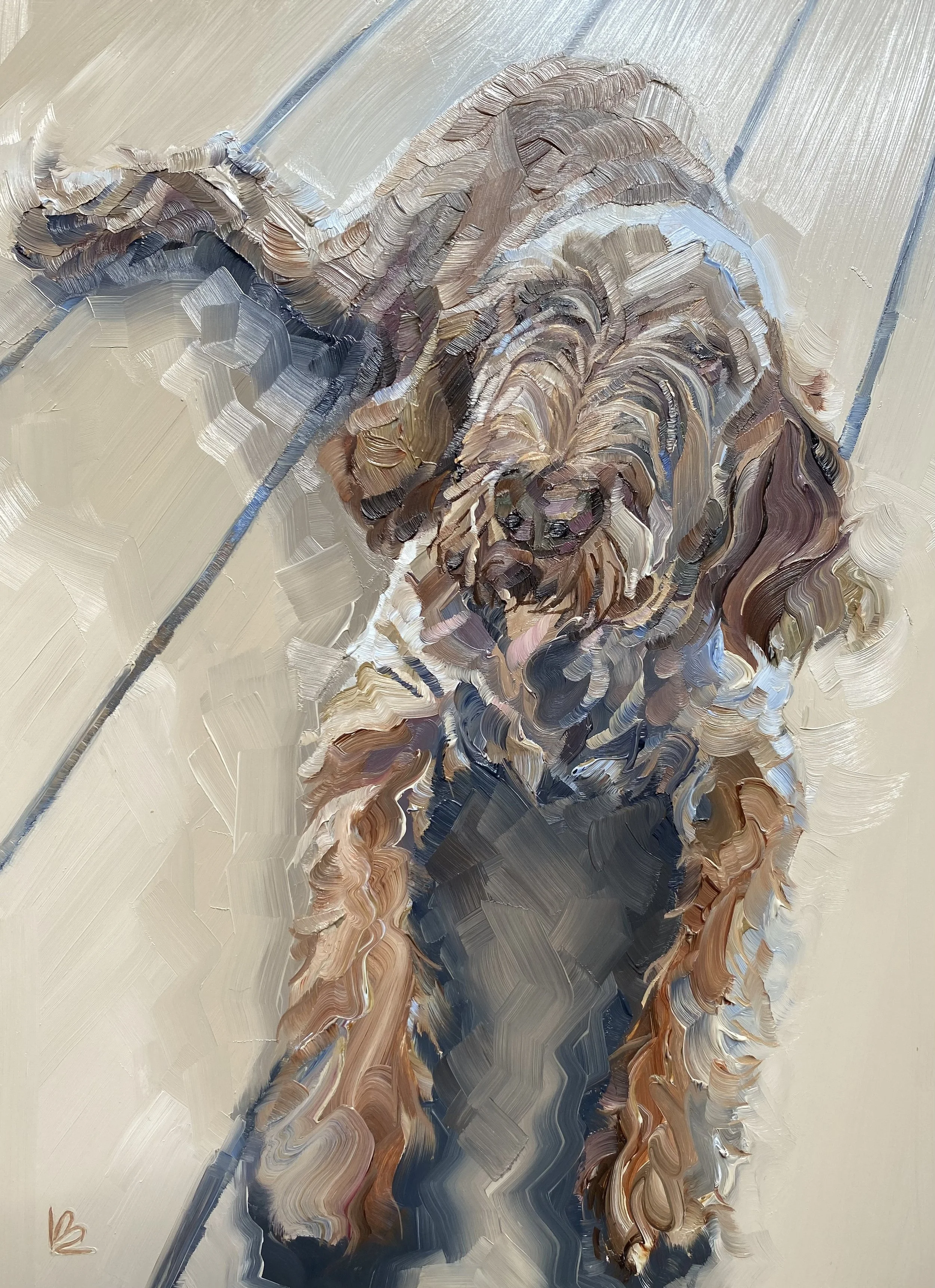 SYDNEY - The Italian Spinone
