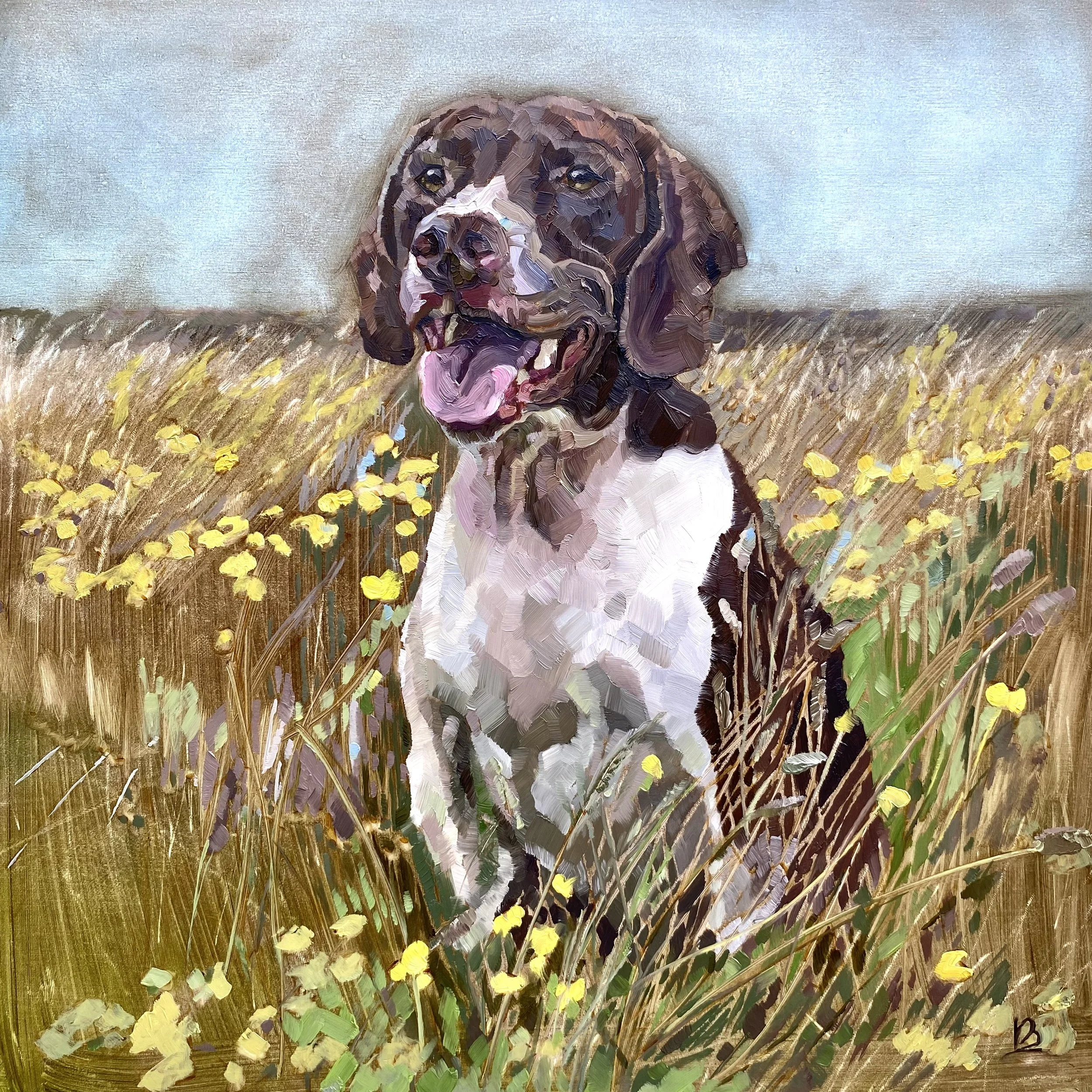 BAILEY - The Short Haired Pointer Cross