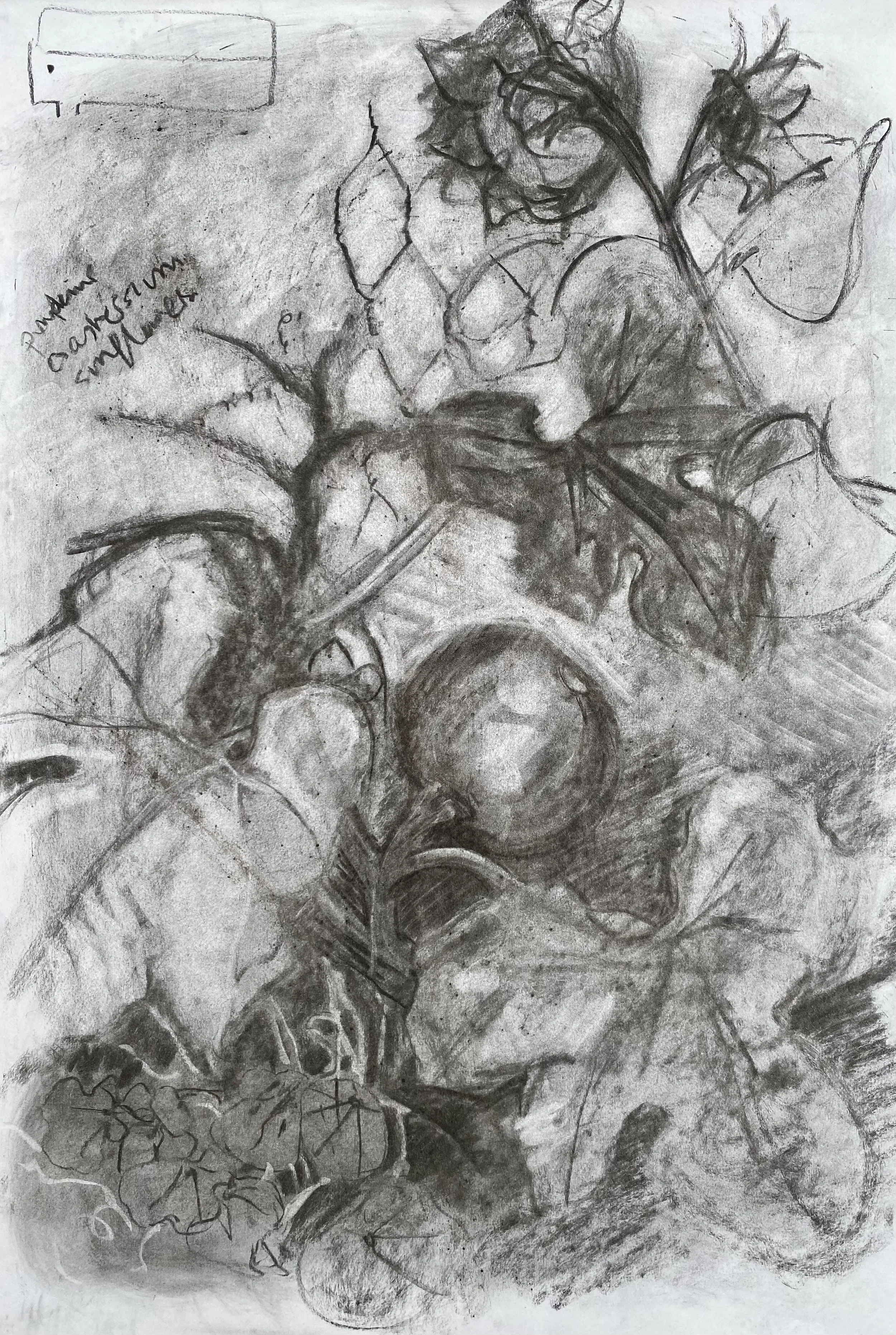 PUMPKINS &amp; NASTURTIUMS