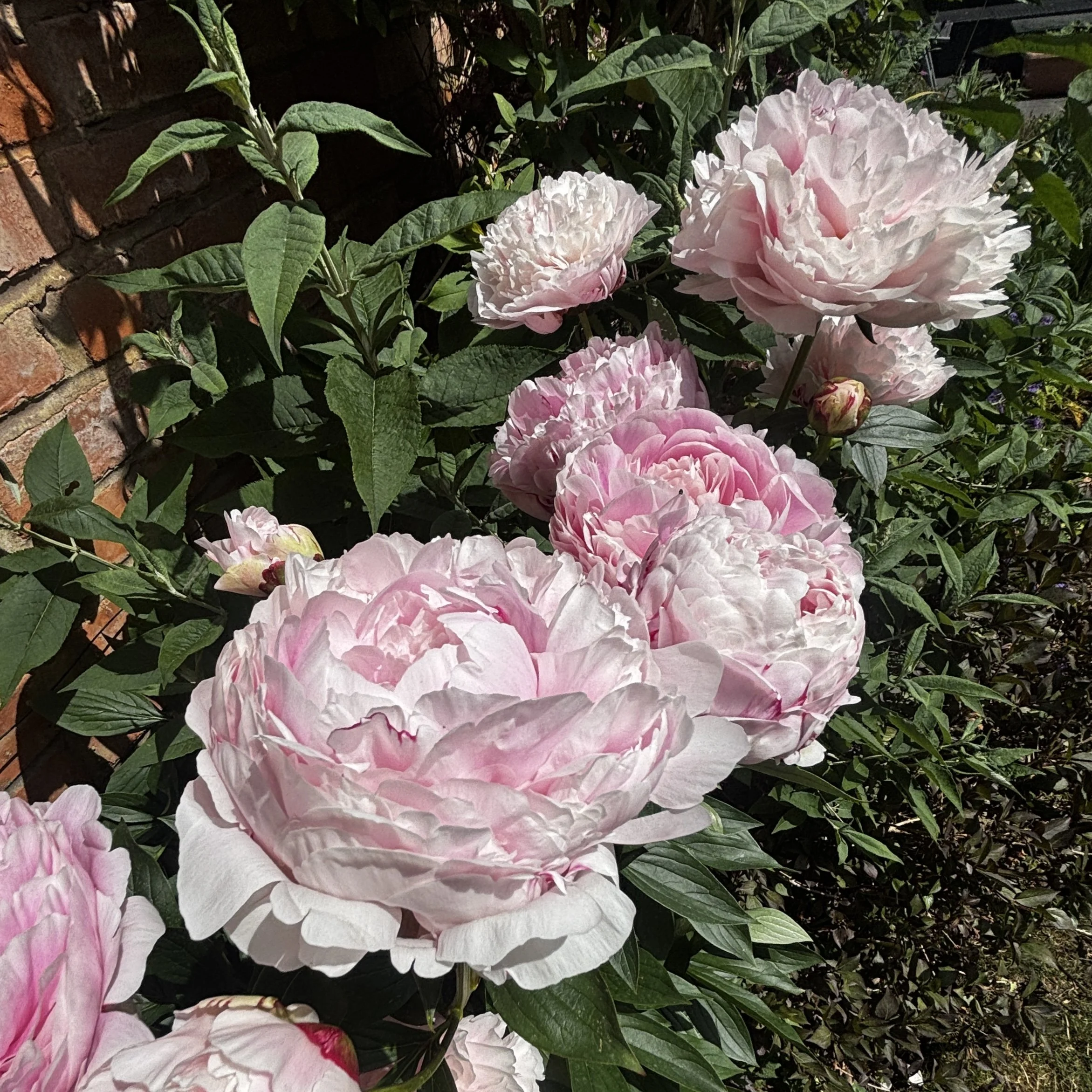 PERFECT PEONIES
