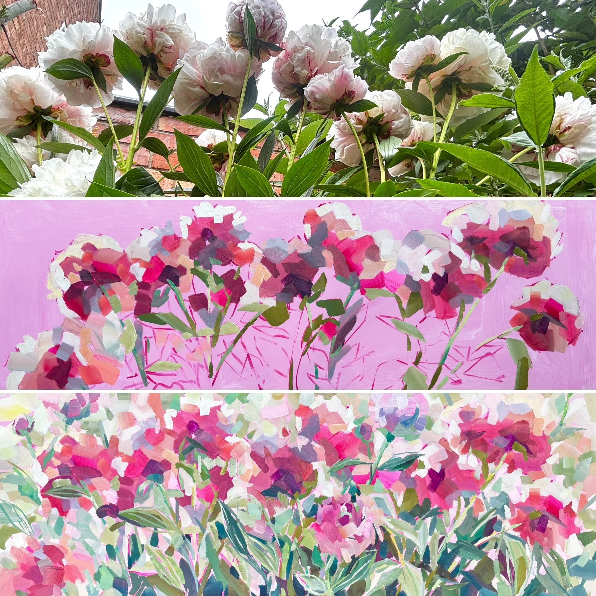 PEONY PANORAMA