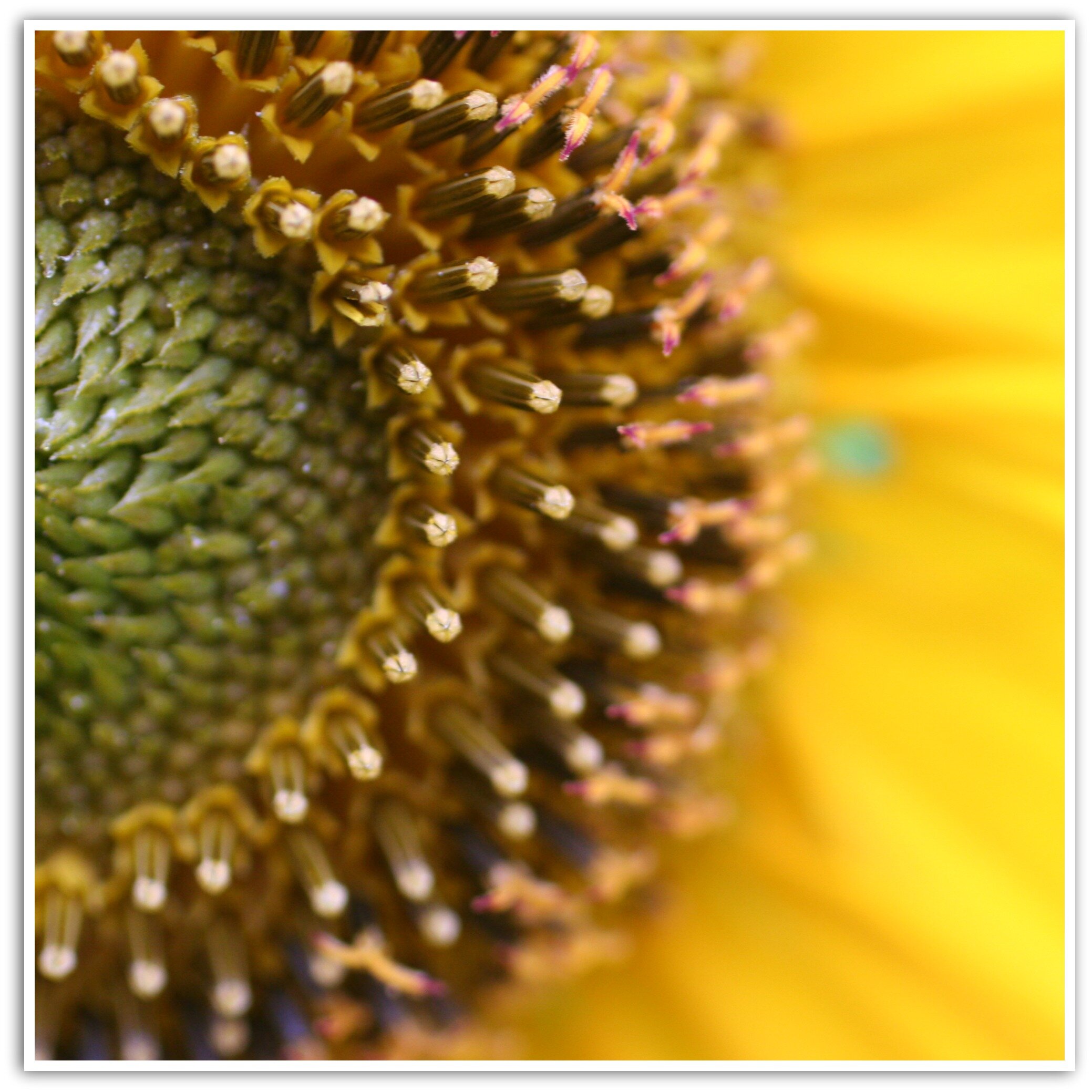 sunflower copy.jpg