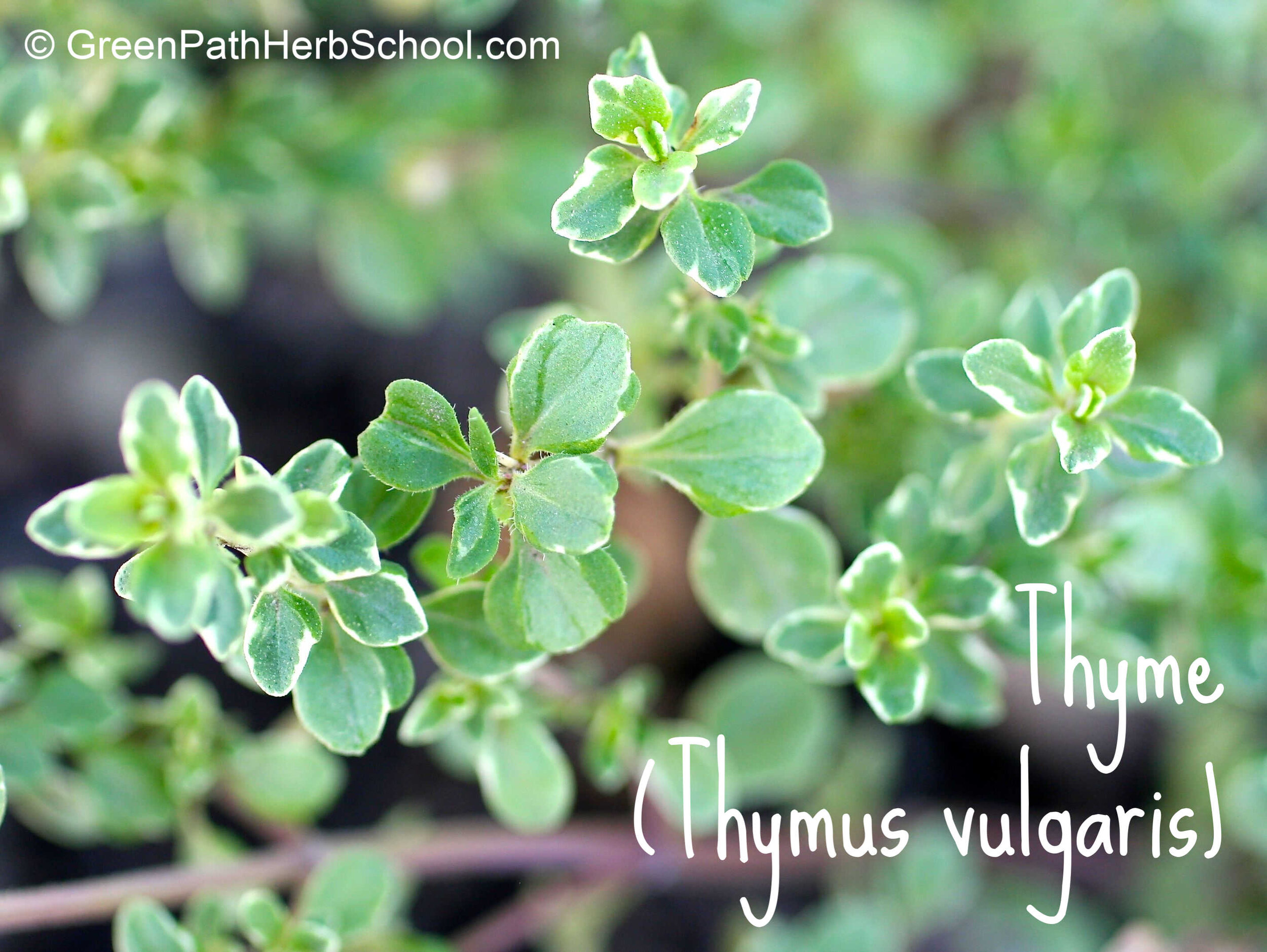 Antiviral and Immune Support Herbs — Green Path Herb School