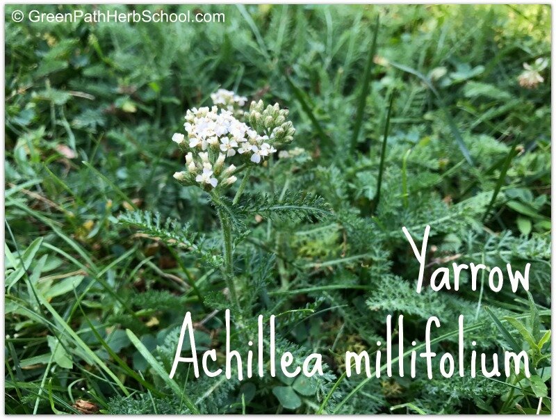 Alaska Herbal Solutions - Yarrow Yarrow is one of my favorite flowers. Food  uses: The leaves are the most edible, and flavorful part of the plant.  Dried, you can use it as