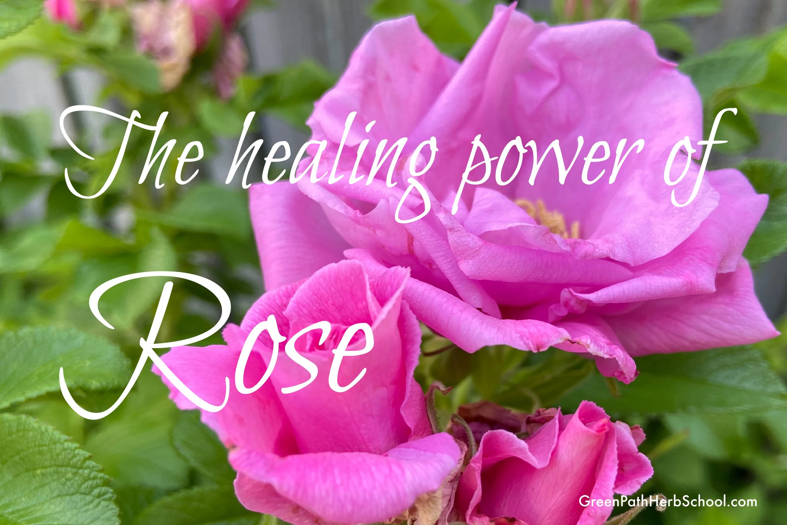 Rose Family Rheum The Healing Power of Rose — Green Path Herb School