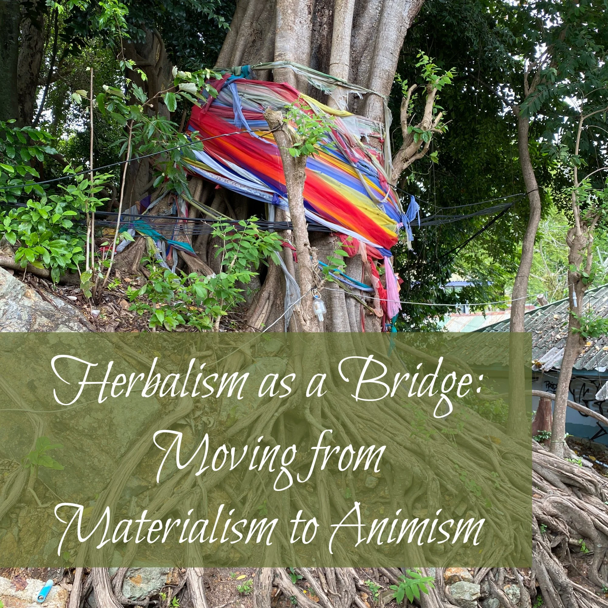 Herbalism as a Bridge:&nbsp;Moving from Materialism to Animism
