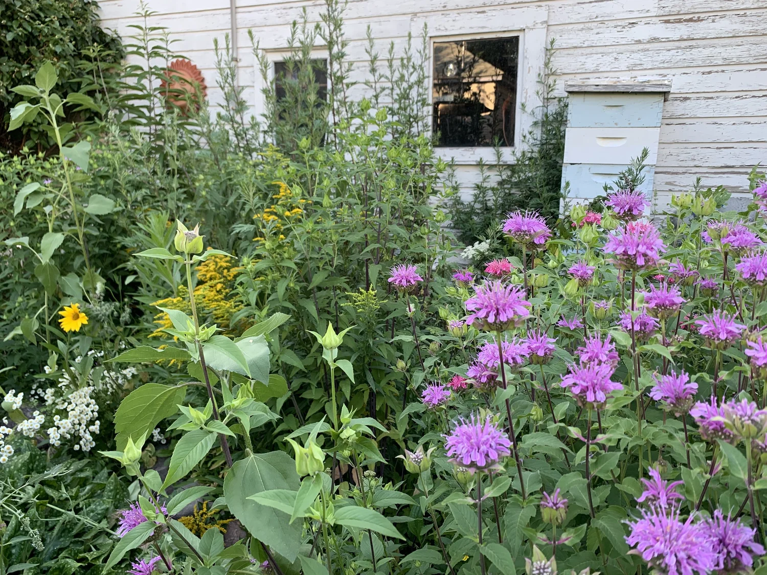 Thank you Free Class — Green Path Herb School