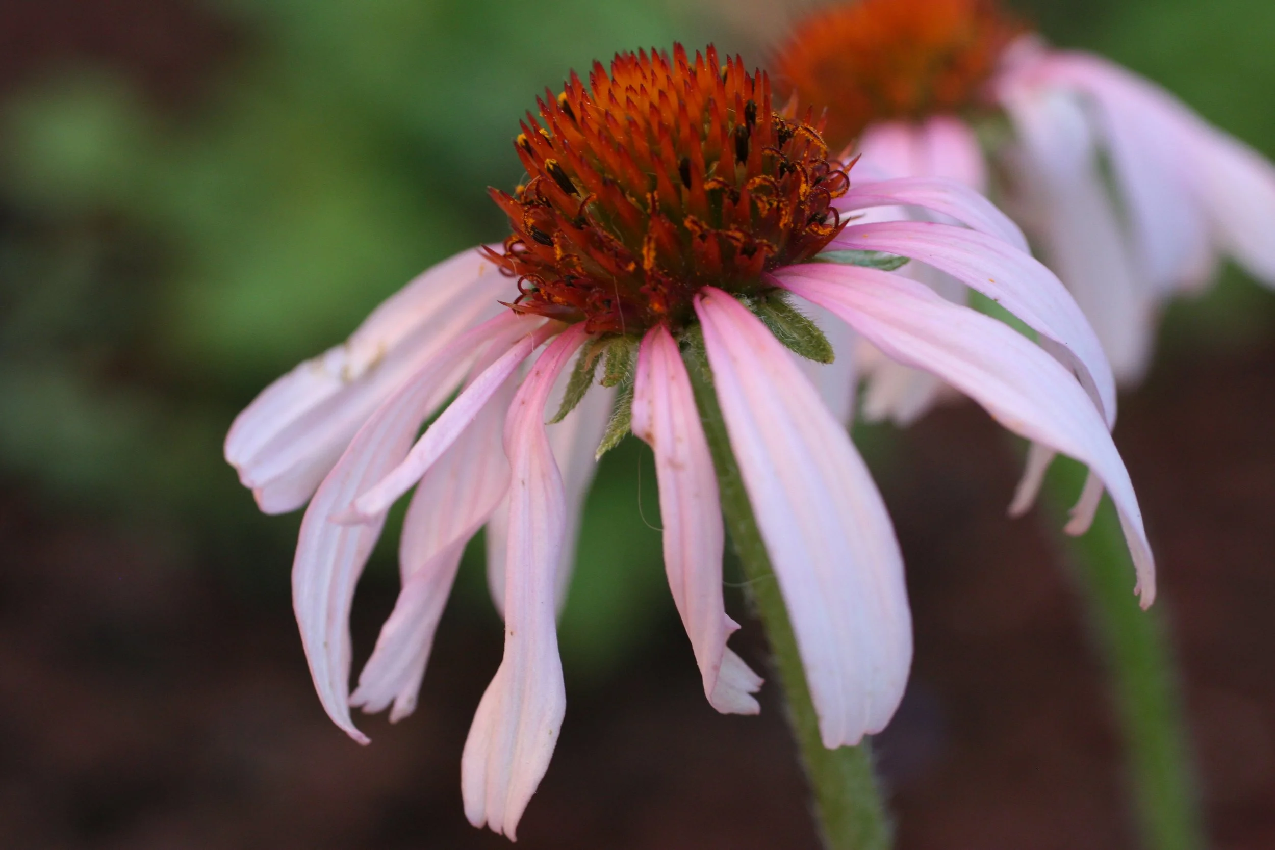echinacea angustifolia fl.jpeg