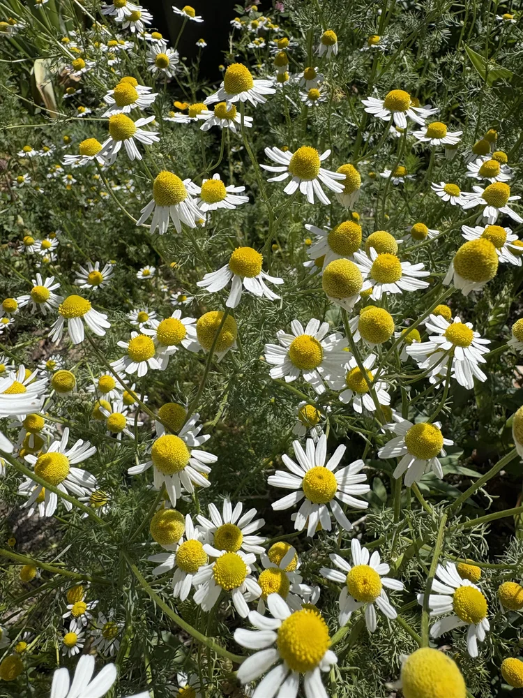 Herbalist Certificate Program — Green Path Herb School