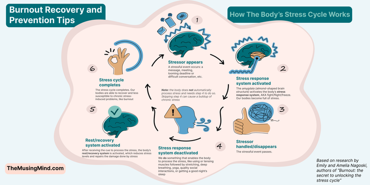 What Causes Burnout and How the Body's Stress Cycle Works — The Musing Mind