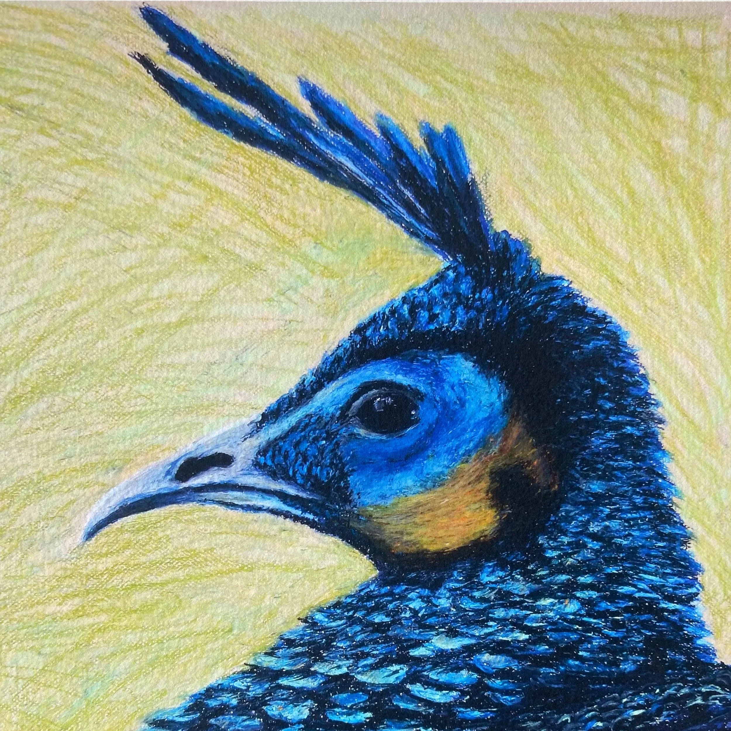 Peacock Illustration Print