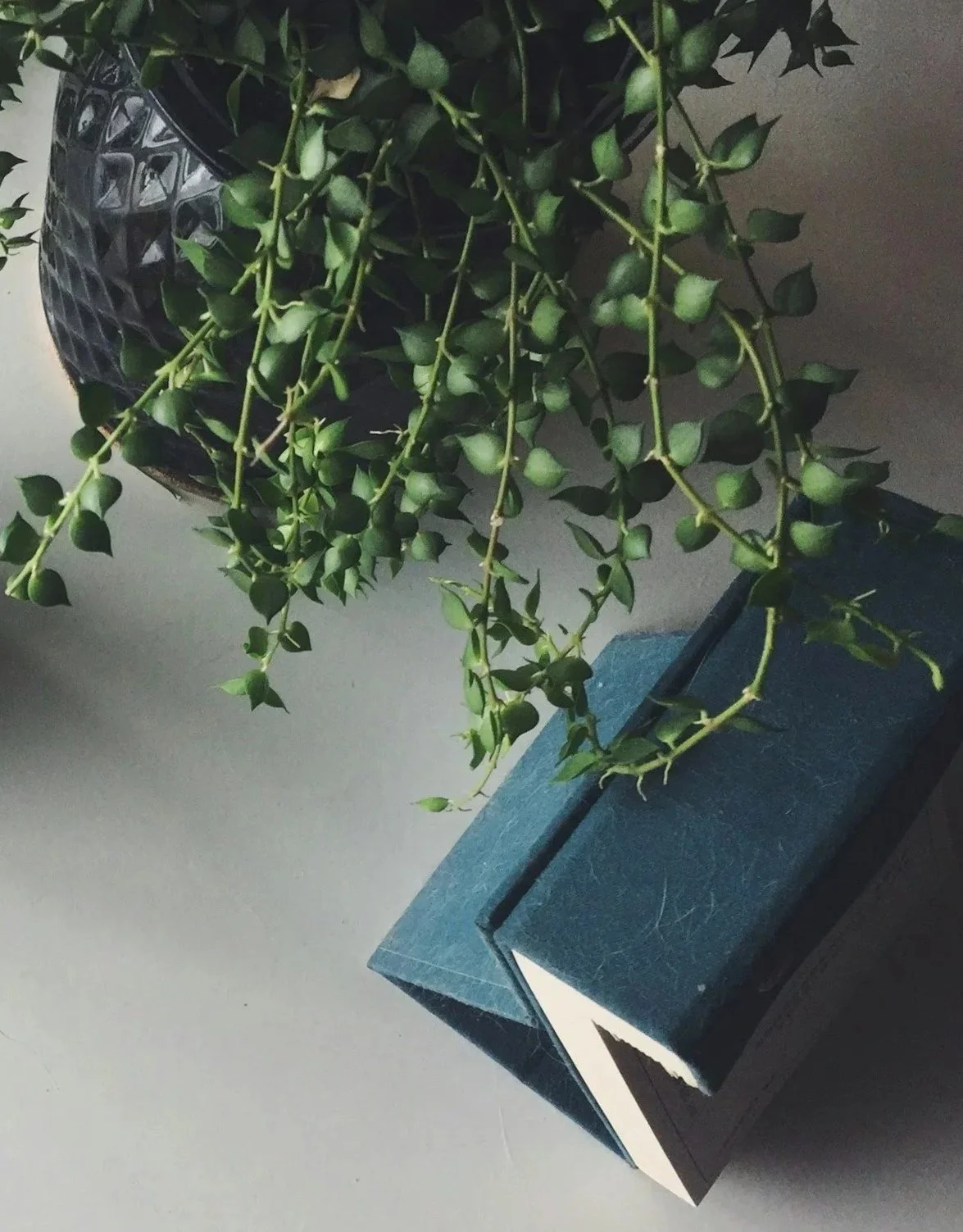A potted trailing green plant with small, rounded leaves resting over a blue tissue box on a gray surface.