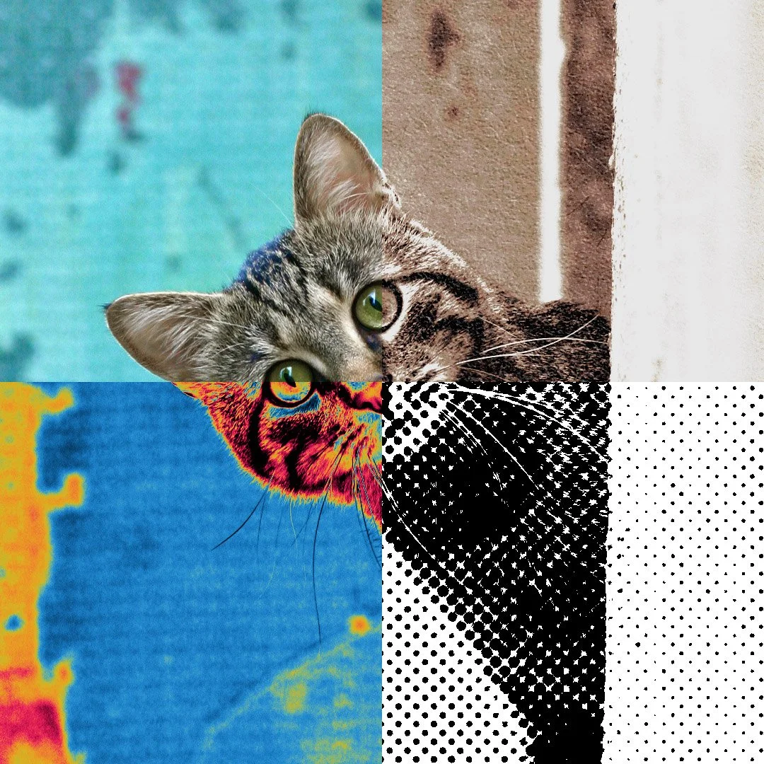 Bandicoot Design CC Pack 3.jpg