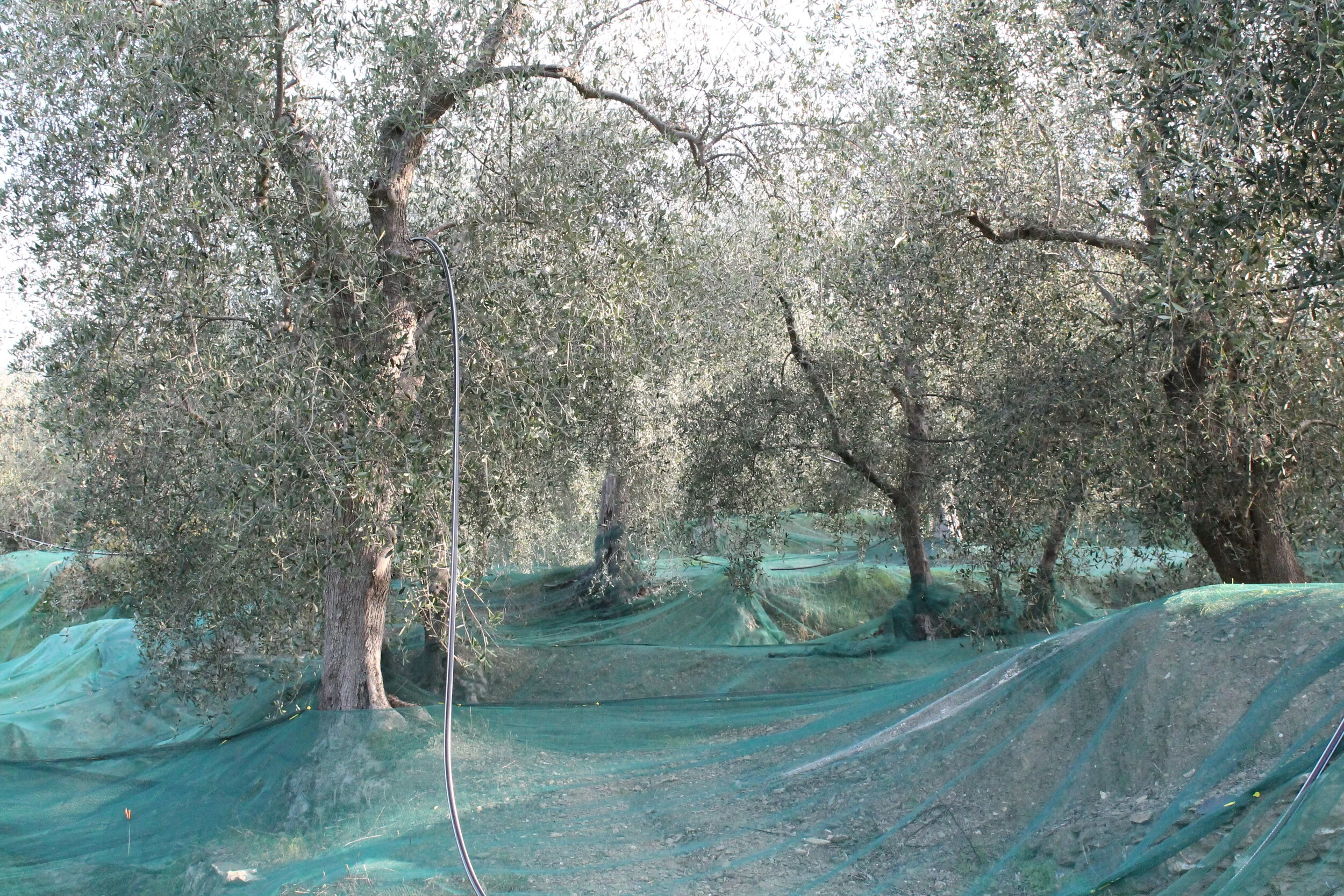 Olio Ferrari produzione e vendita olio di oliva ligure piemonte e nord italia