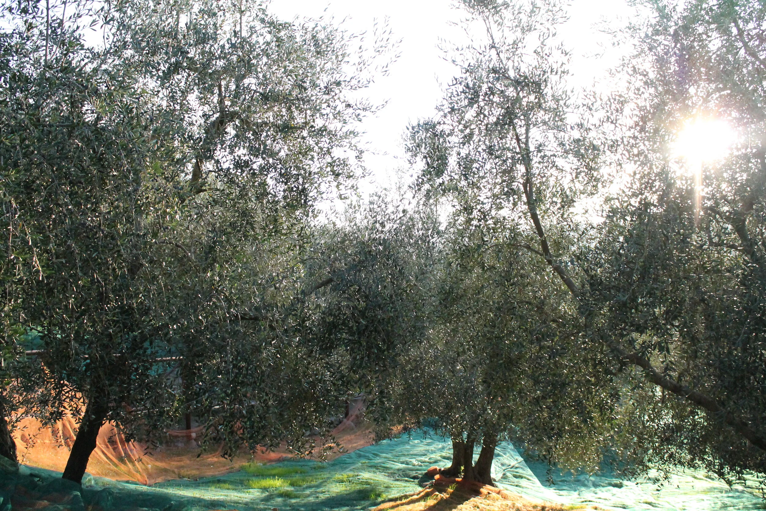 Olio Ferrari produzione e vendita olio di oliva ligure piemonte e nord italia