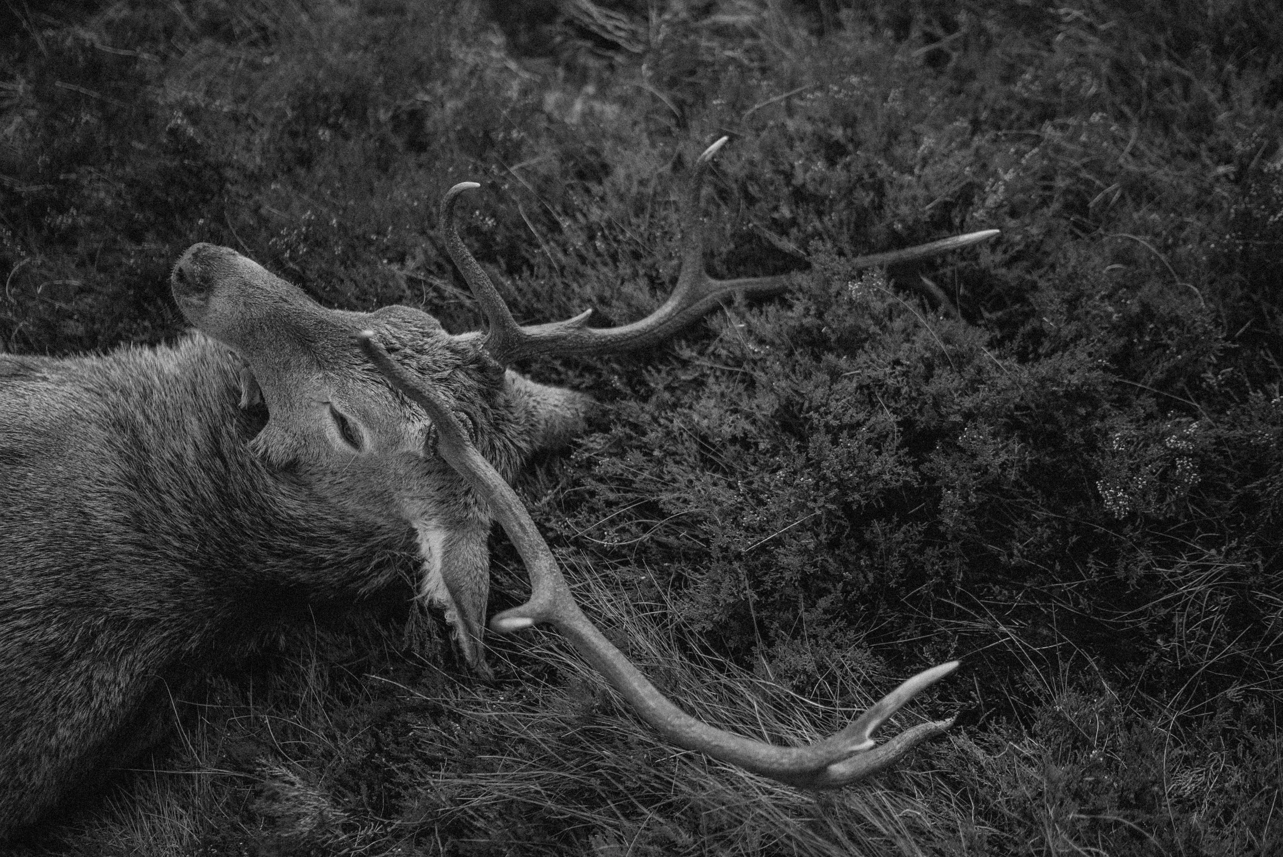 wes-walker-photographer-scotland-modern-huntsman-180.jpg