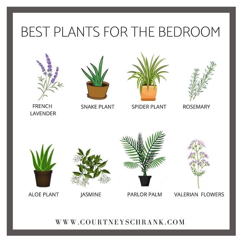 Happy Monday!! Did you sleep well last night? Did you know that adding certain plants to your bedroom can help you have a restful sleep, reduce overall stress and anxiety, and purify the air? **Immediately becomes a crazy plant lady in the name of he