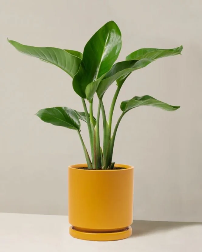 plant 3.JPG