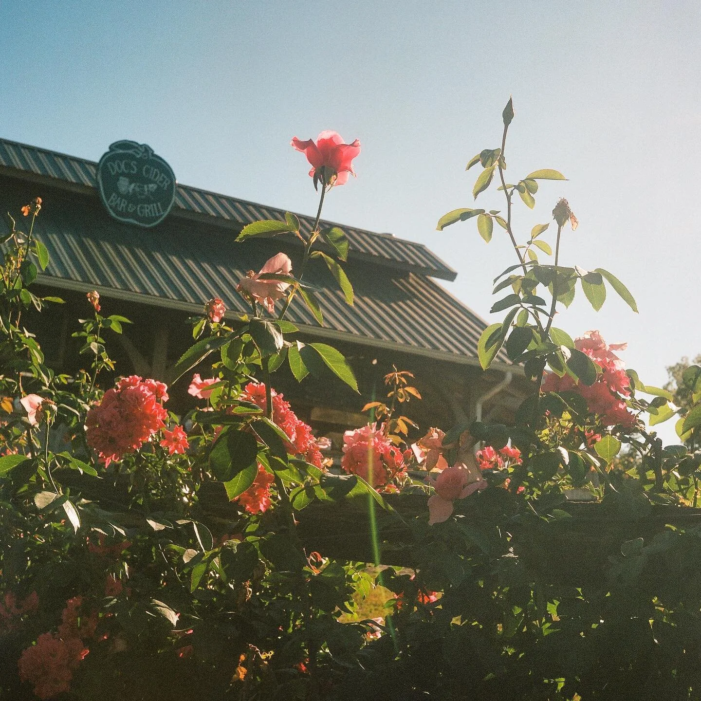 The last glimpse of summer #120film