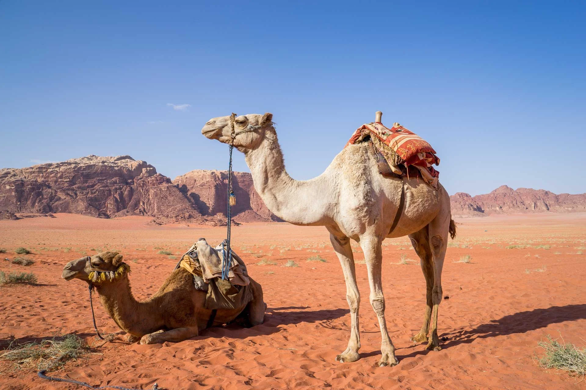 camel-1120371.jpg